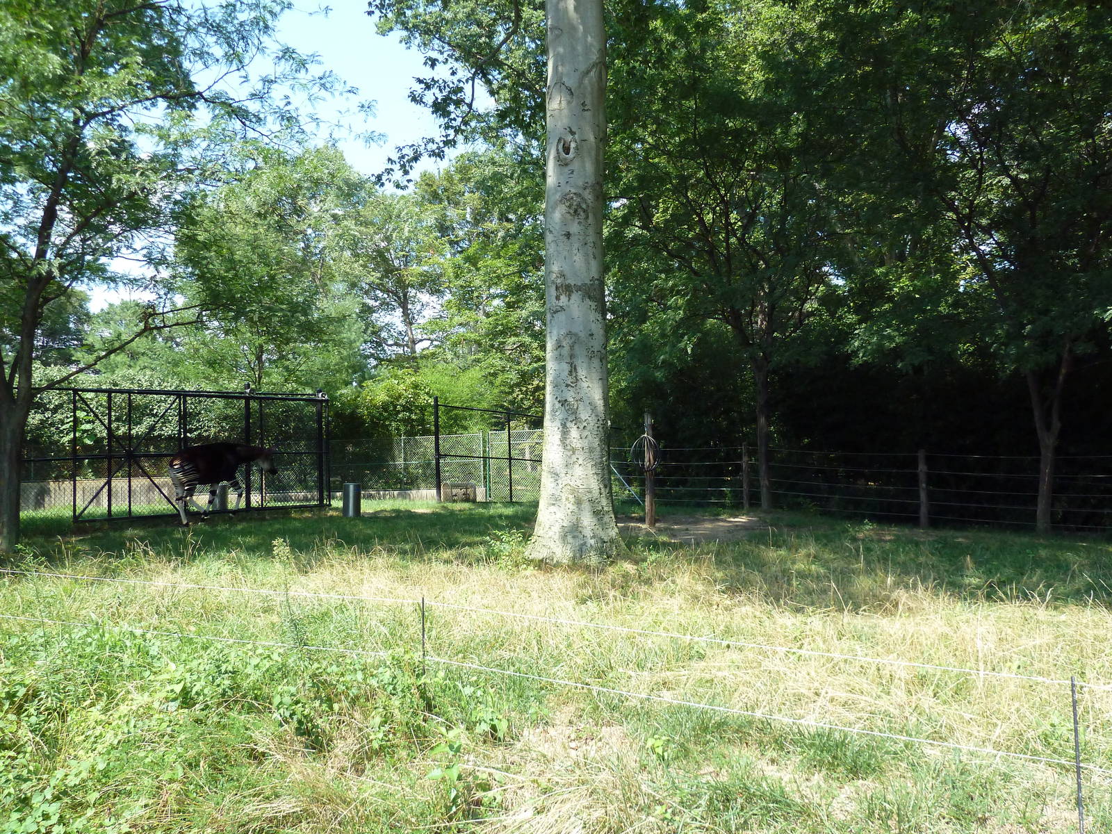 African Journey - Okapi Exhibit