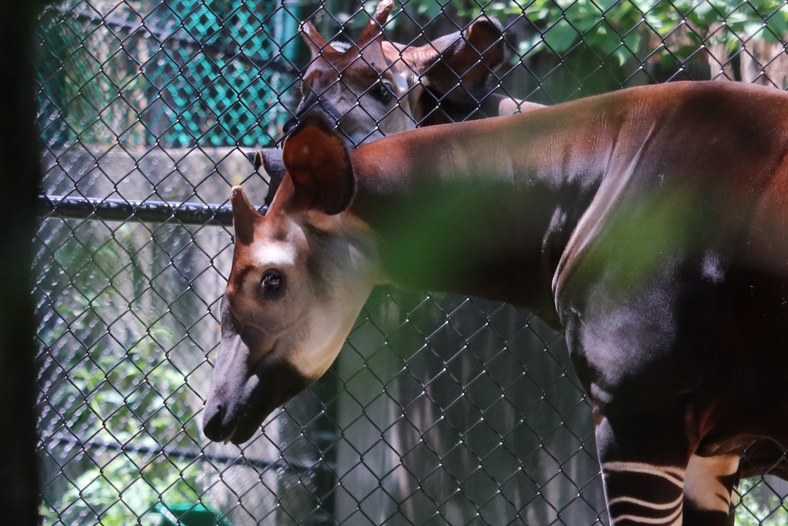 African Journey - Okapi