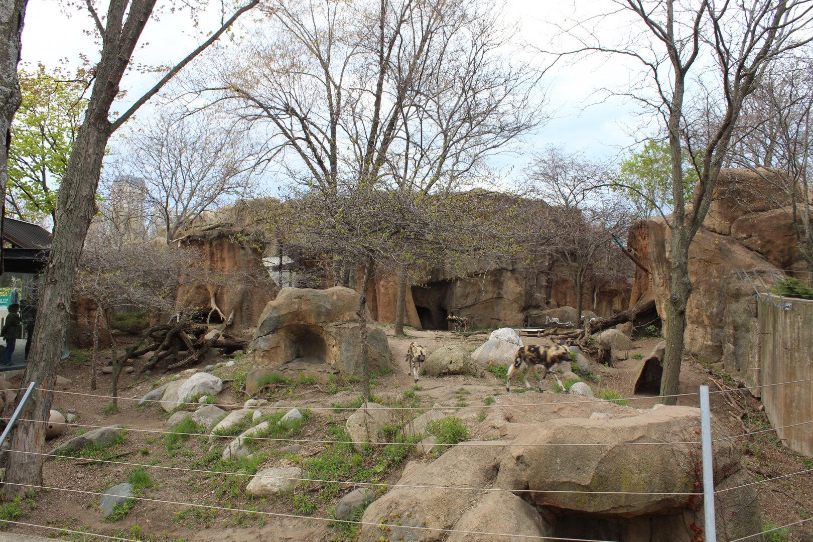 African Journey - Painted Dog Exhibit