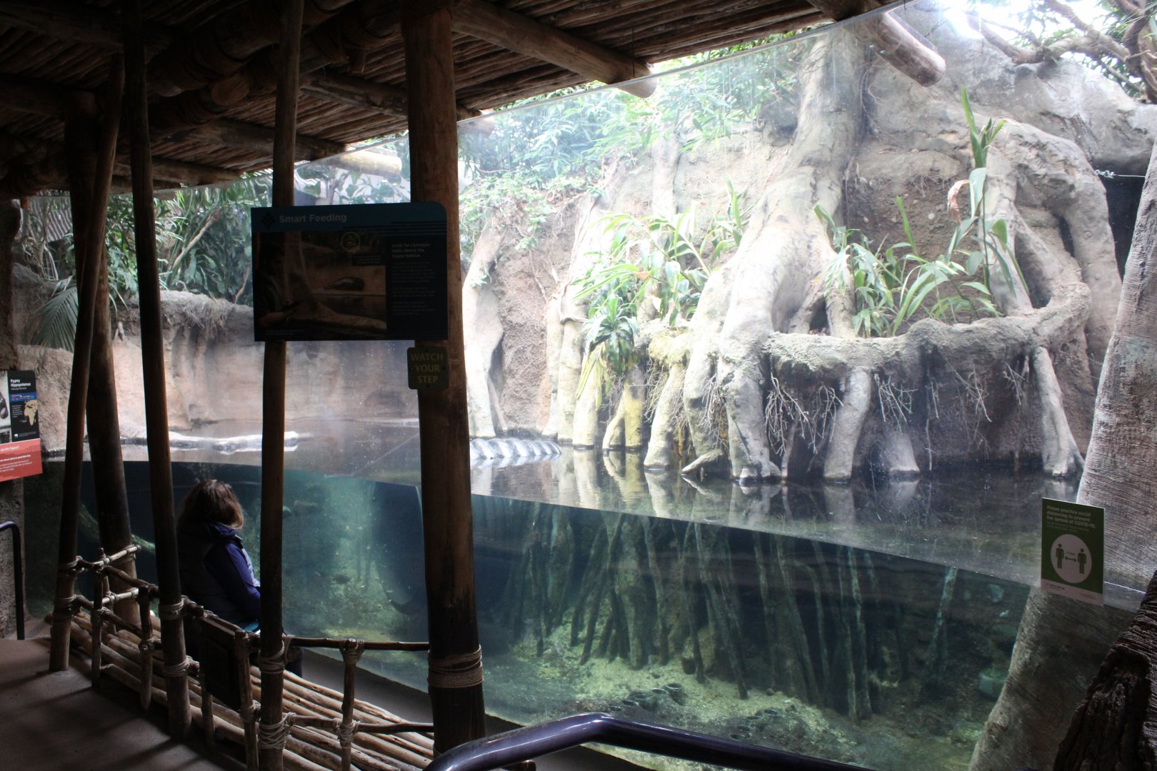 African Journey - Pygmy Hippo Exhibit
