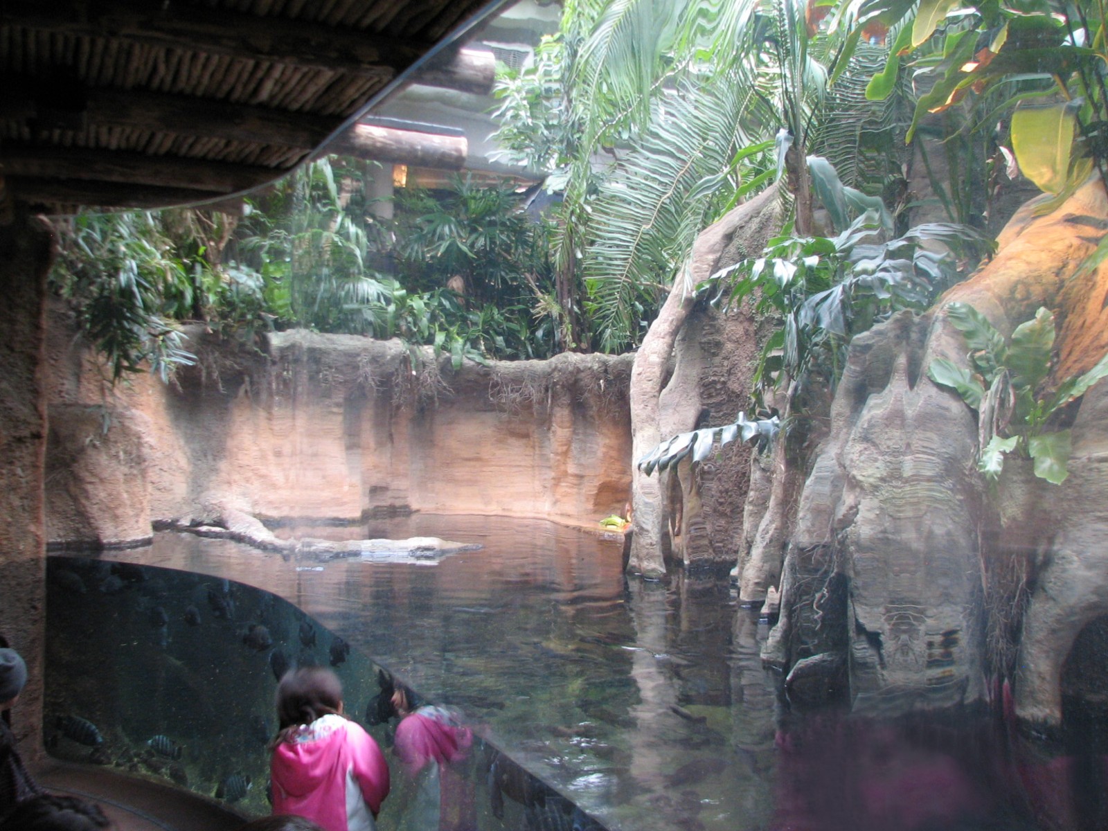 African Journey - Pygmy Hippopotamus Exhibit