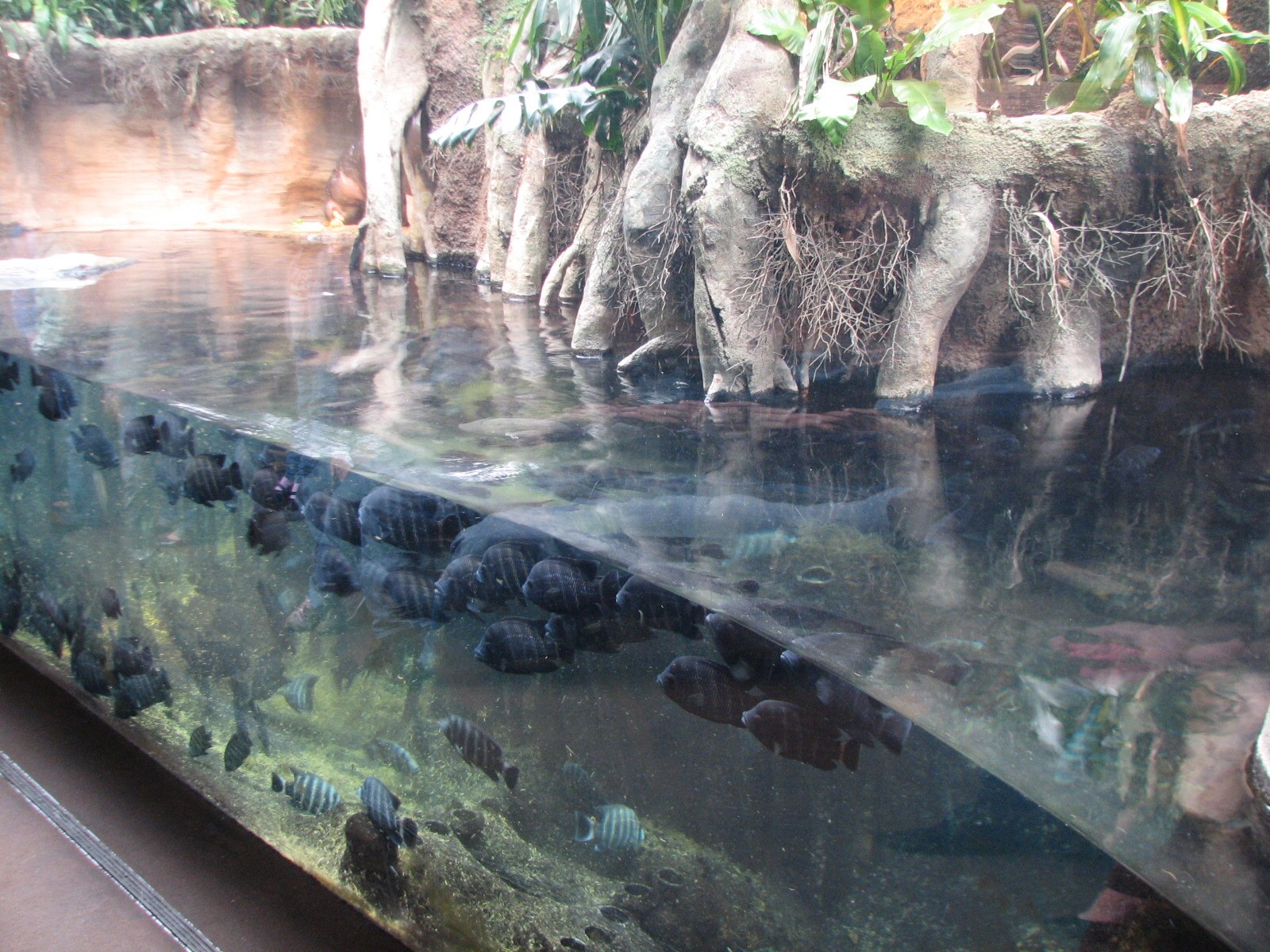 African Journey - Pygmy Hippopotamus Exhibit