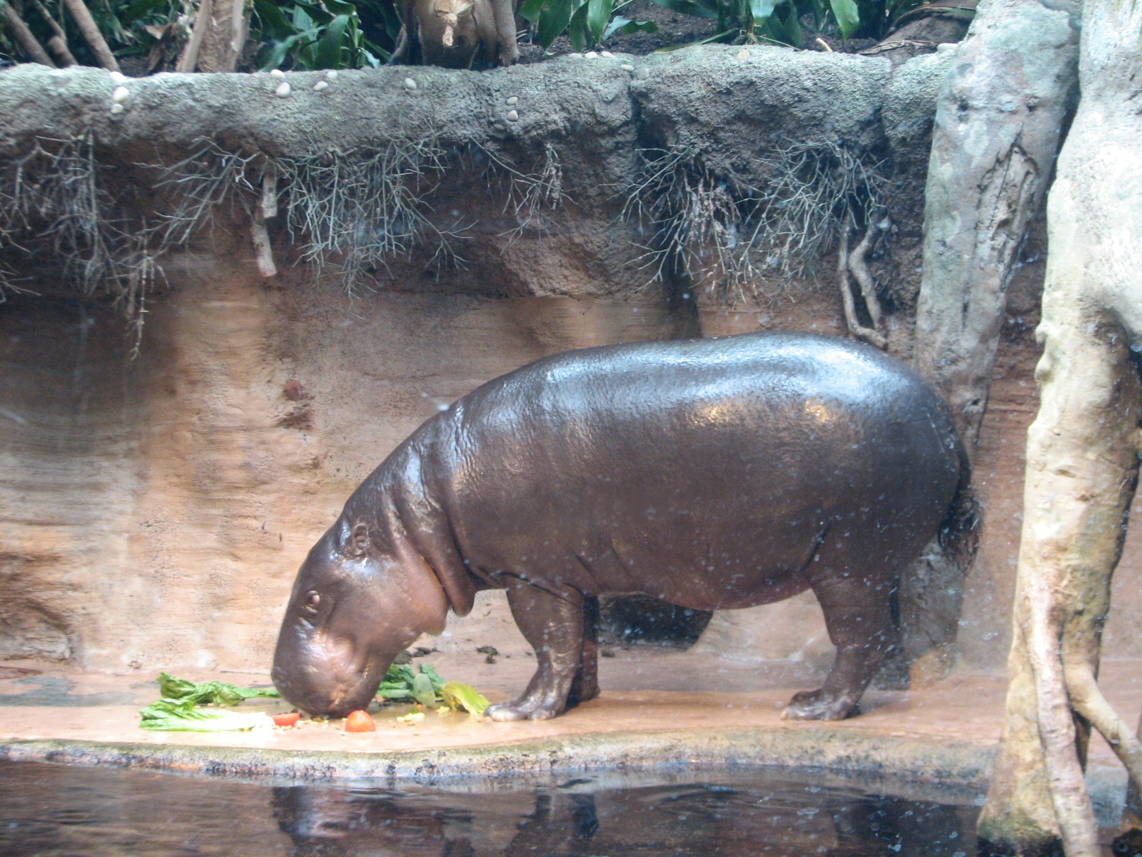 African Journey - Pygmy Hippopotamus Exhibit