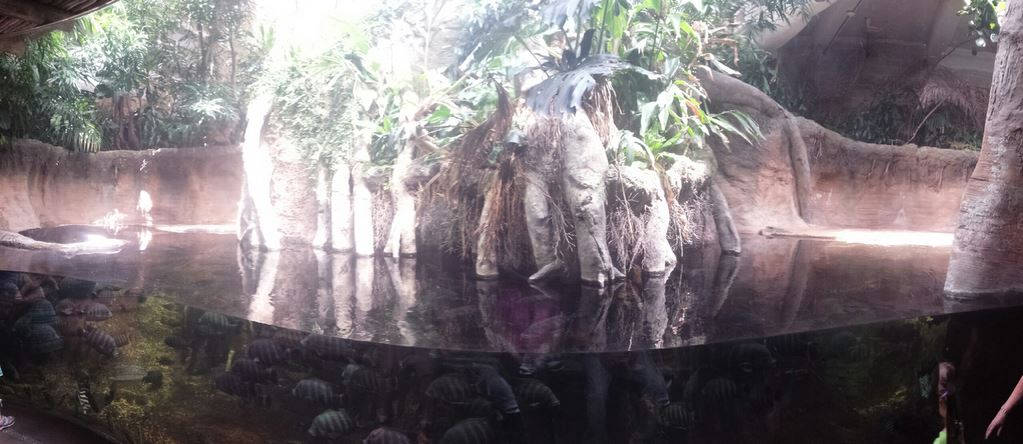 African Journey - Pygmy Hippopotamus Exhibit