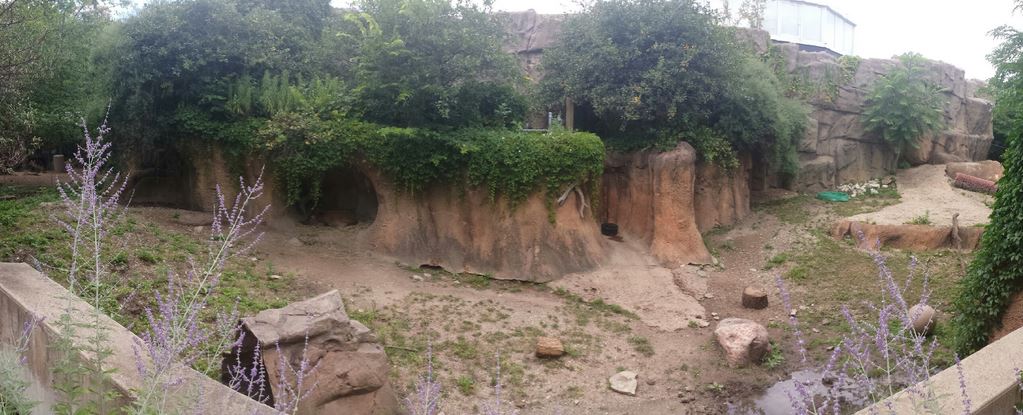 African Journey - Red River Hog Exhibit