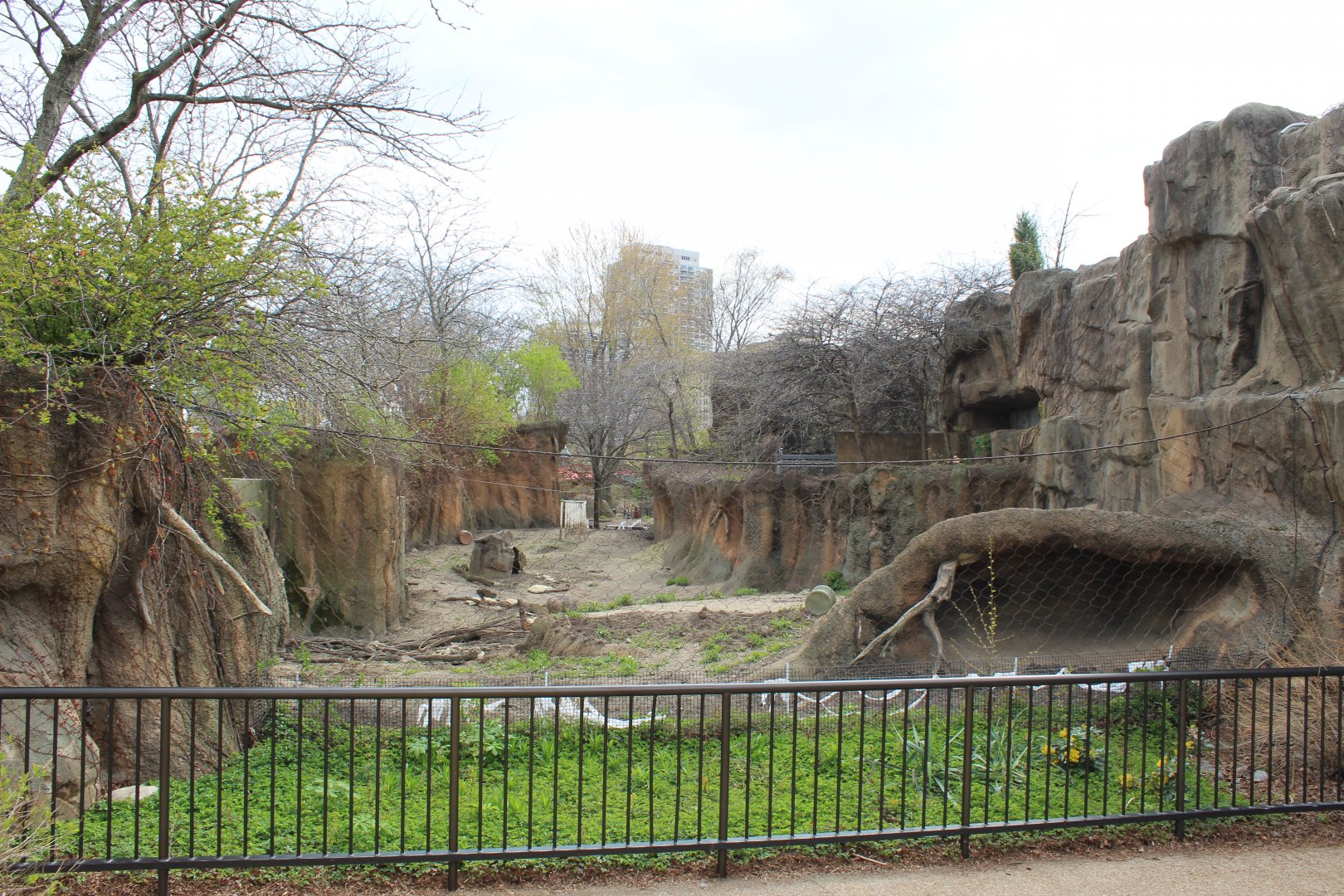 African Journey - Red River Hog Exhibit