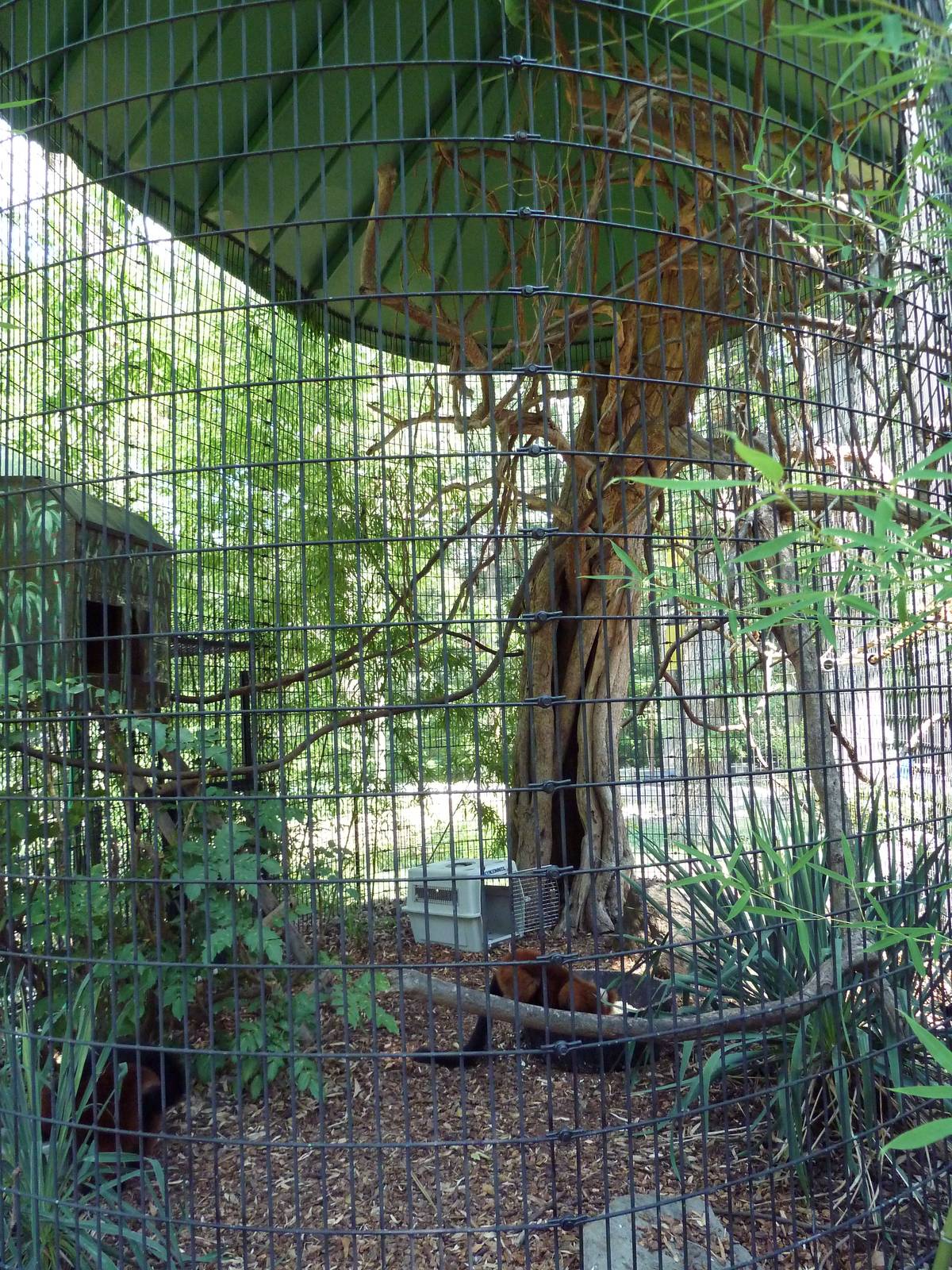 African Journey - Red Ruffed Lemur Exhibit
