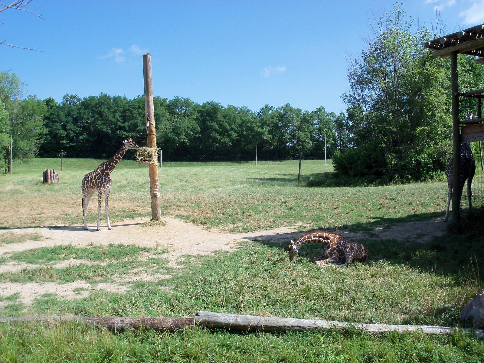 African Journey - Reticulated Giraffe Exhibit