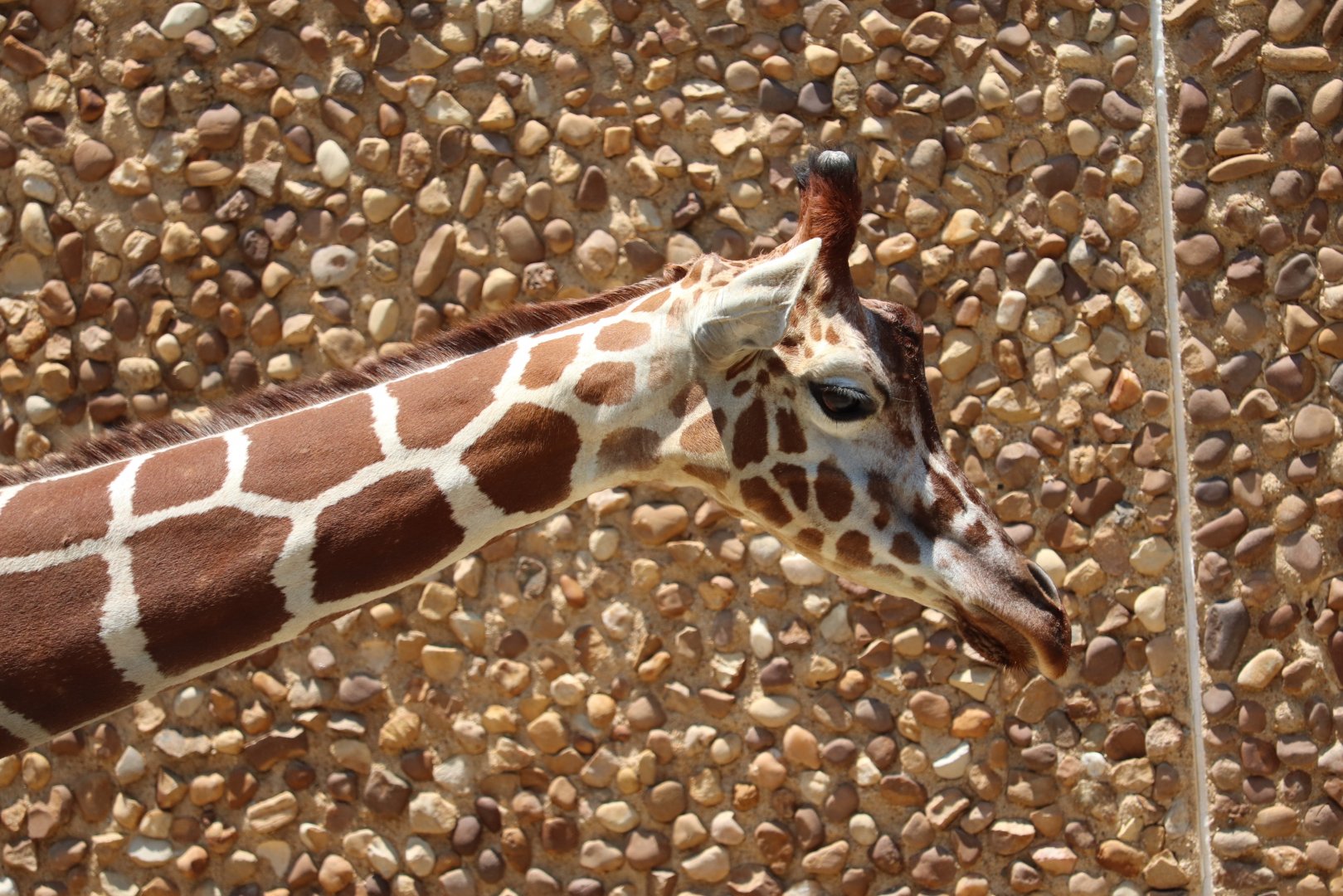 African Journey - Reticulated Giraffe