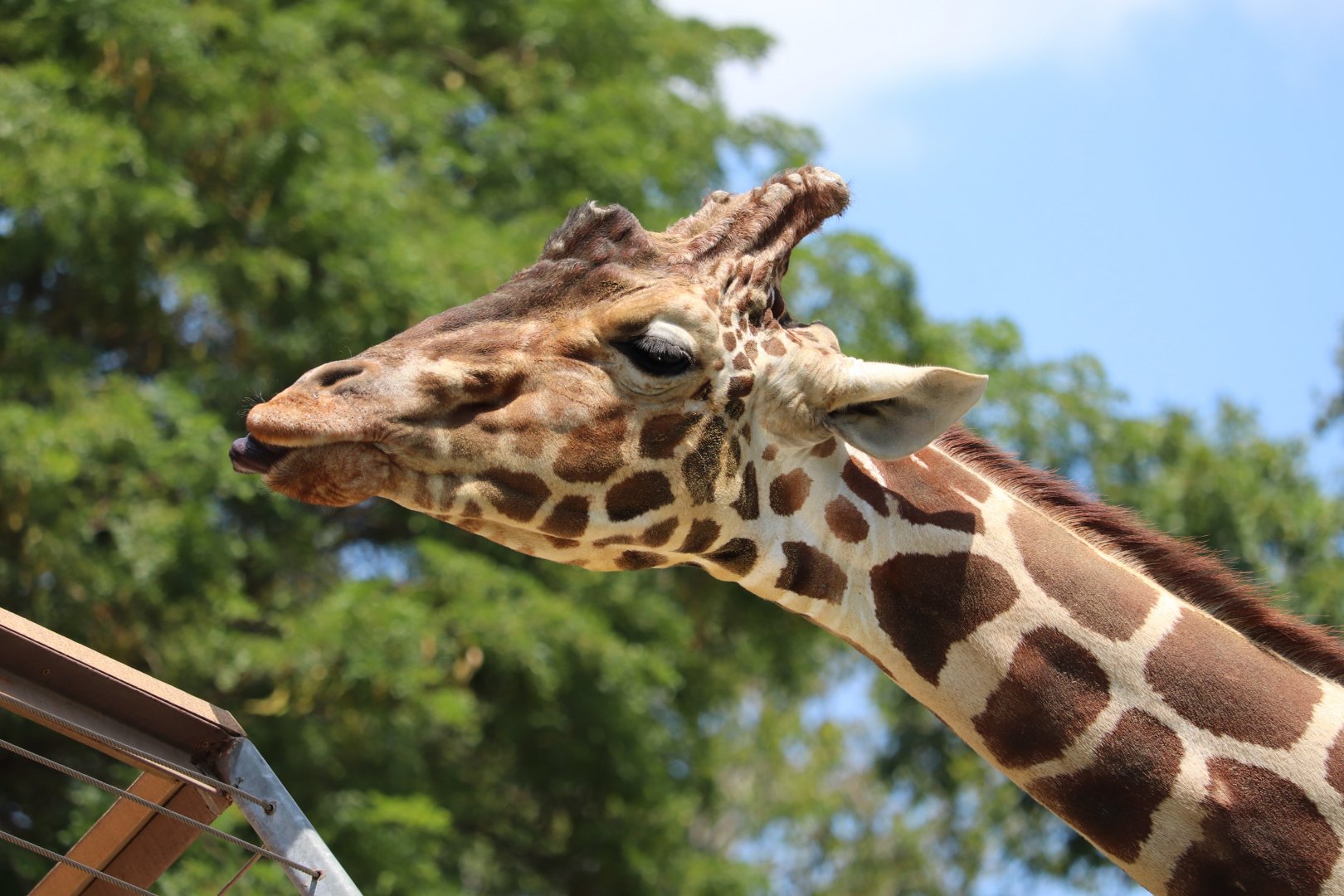 African Journey - Reticulated Giraffe