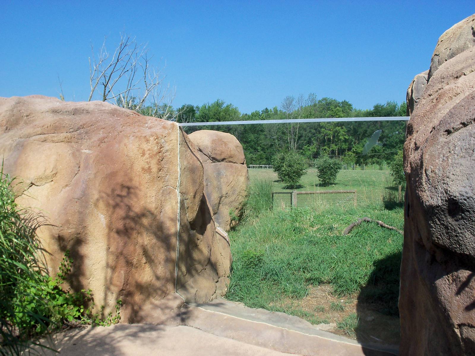 African Journey - Ruppell's Griffon Vulture Exhibit