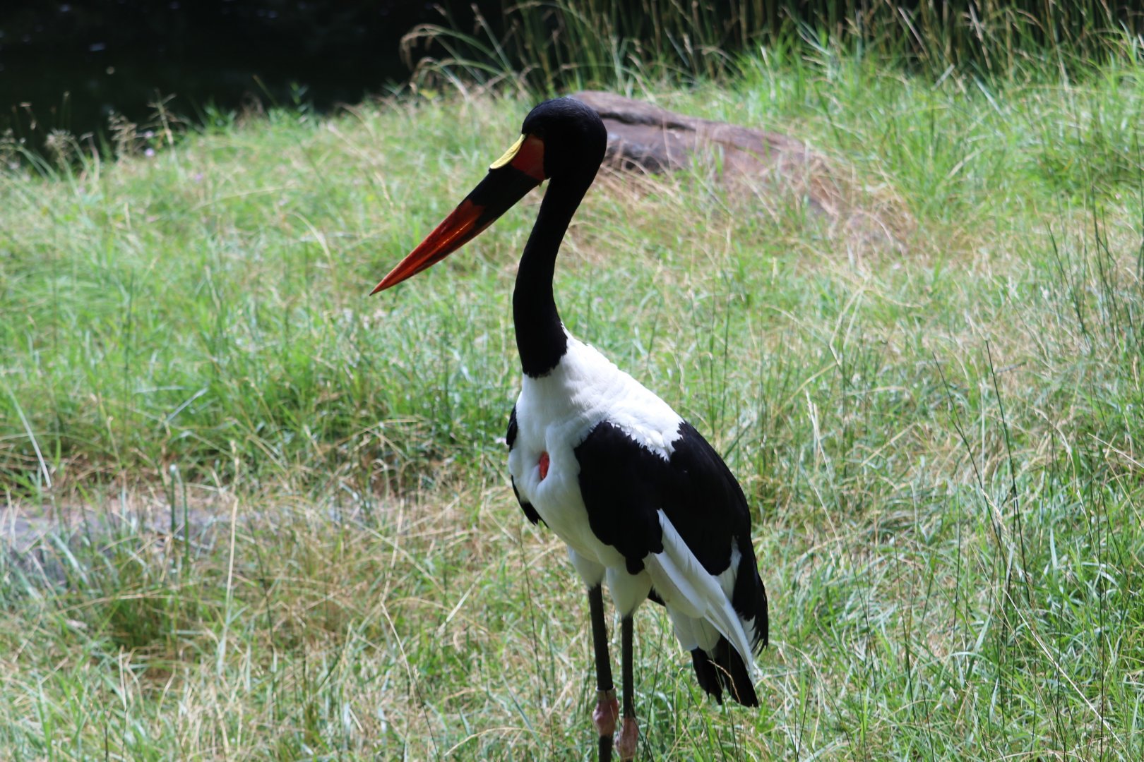 African Journey - Saddle-Billed Stork