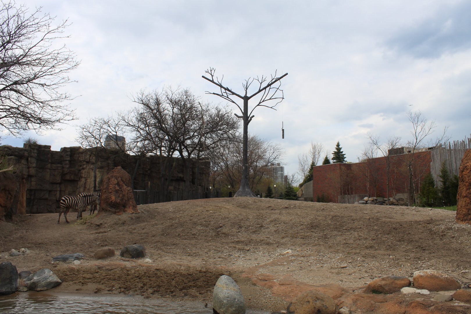 African Journey - Savannah (Giraffe & Plains Zebra)