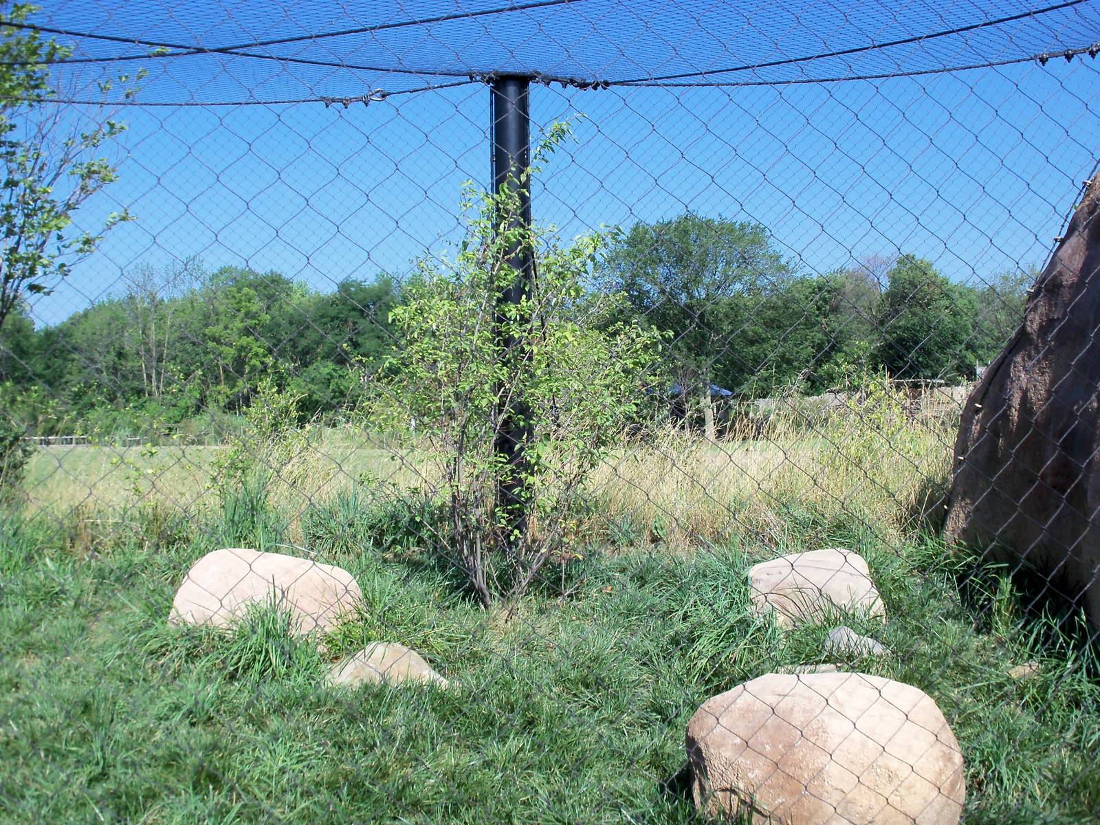 African Journey - Serval Exhibit