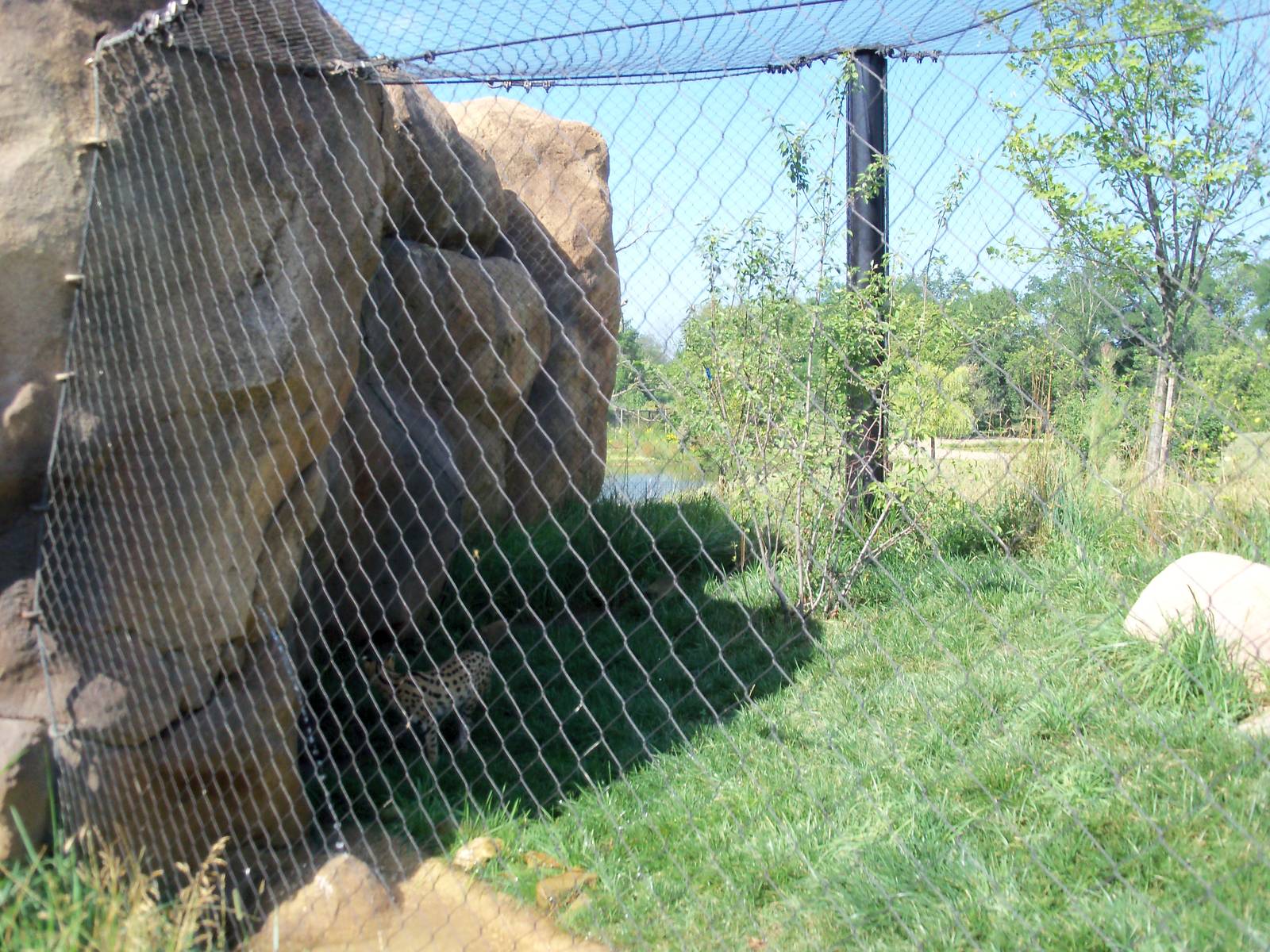 African Journey - Serval Exhibit