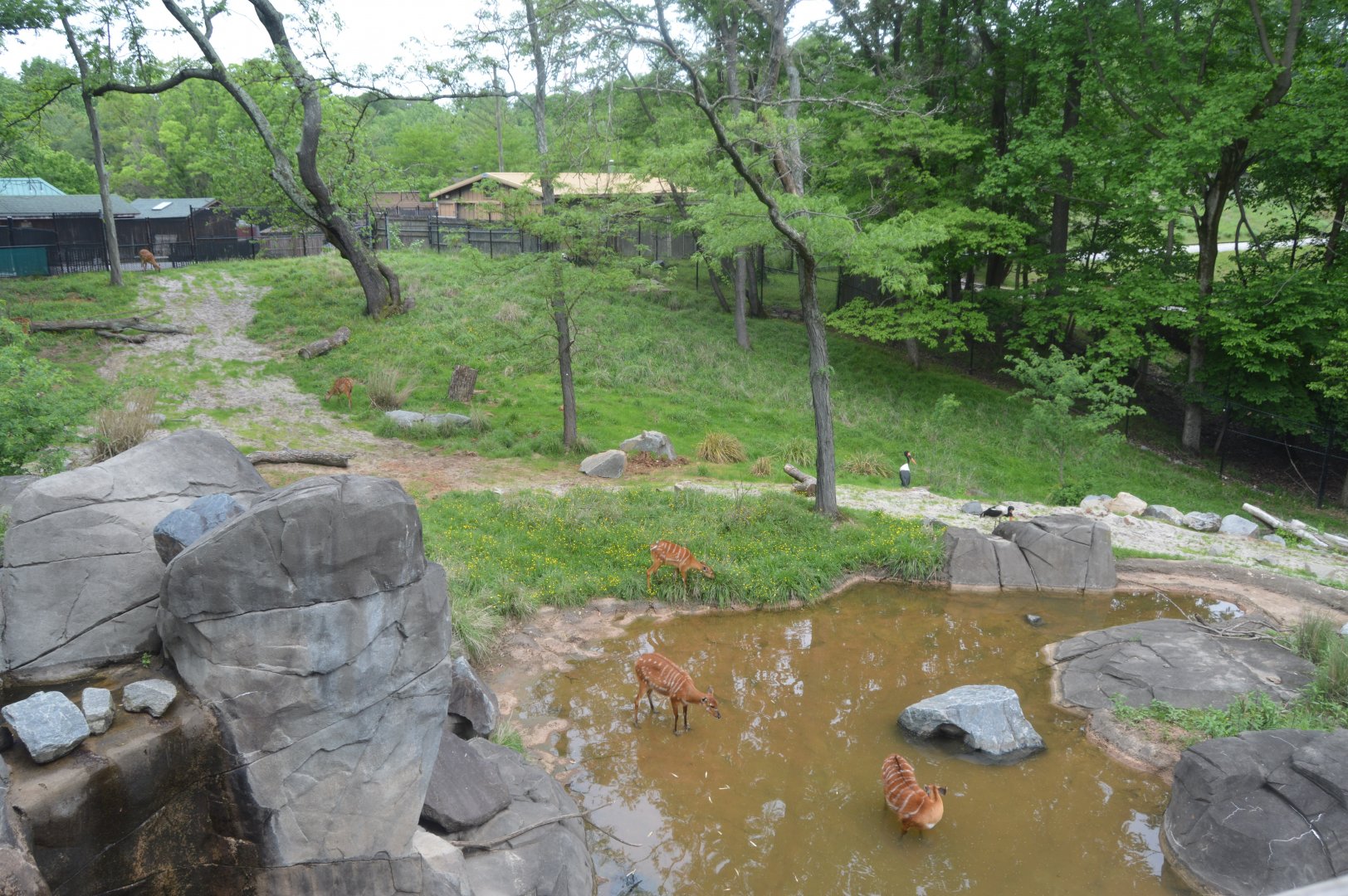 African Journey - Sitatunga and Saddle-billed Stork Exhibit