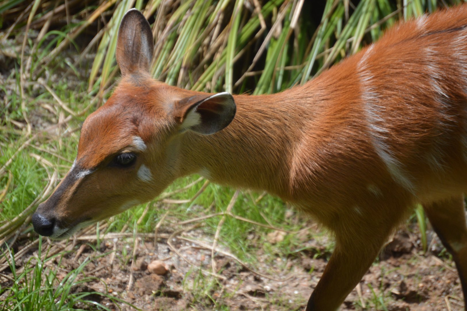 African Journey - Sitatunga (Tragelaphus spekii)