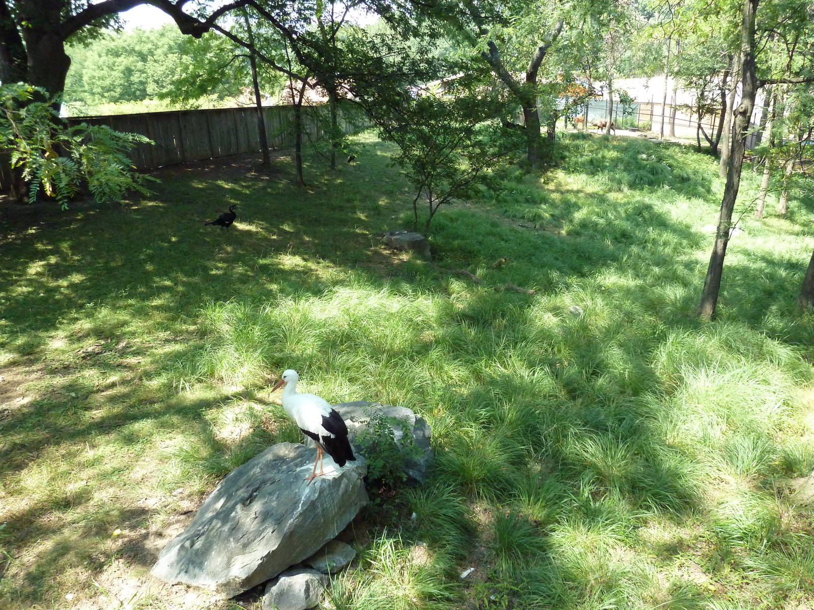 African Journey - Sitatunga/West African Black Crowned Crane/White Stork/Gr