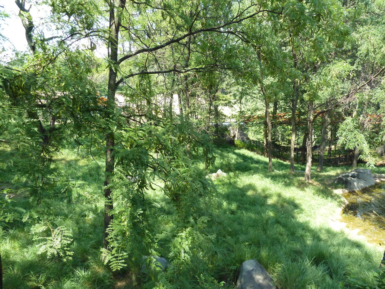 African Journey - Sitatunga/West African Black Crowned Crane/White Stork/Gr