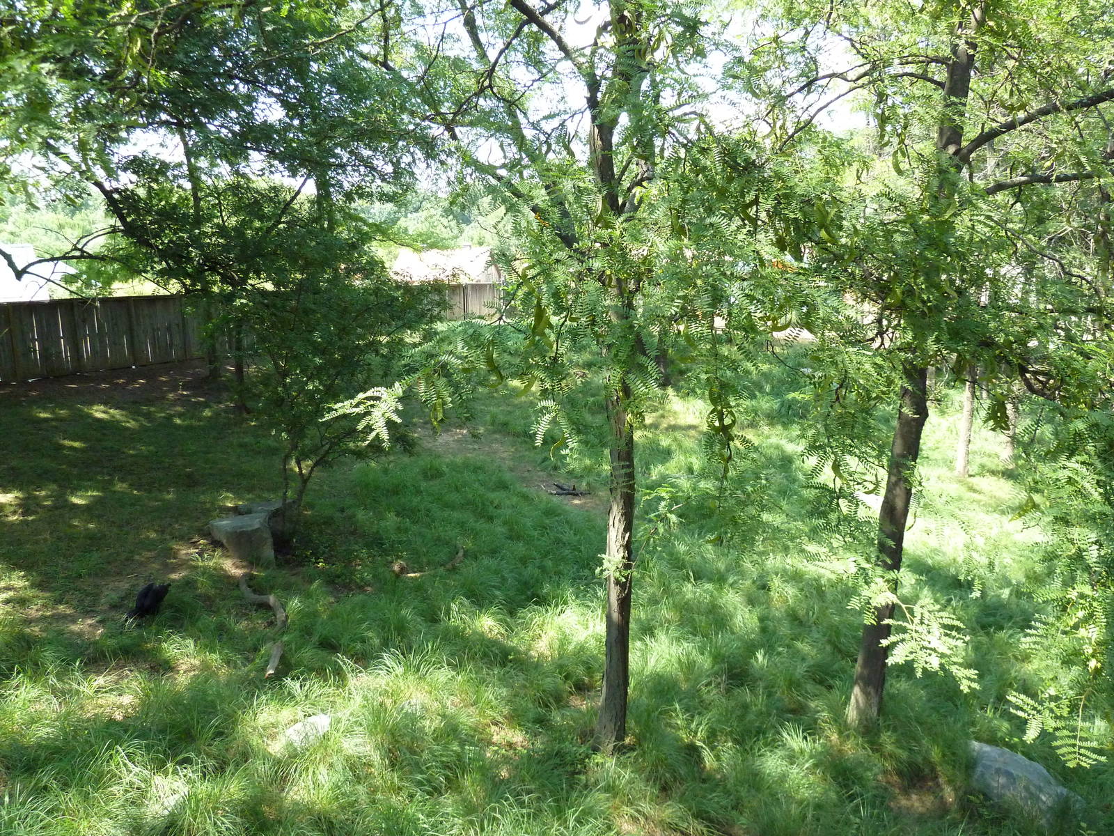 African Journey - Sitatunga/West African Black Crowned Crane/White Stork/Gr