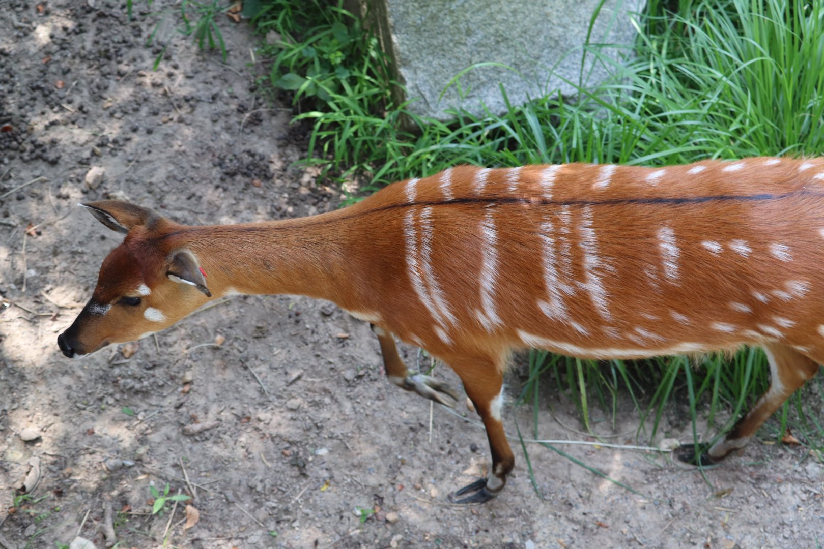 African Journey - Sitatunga