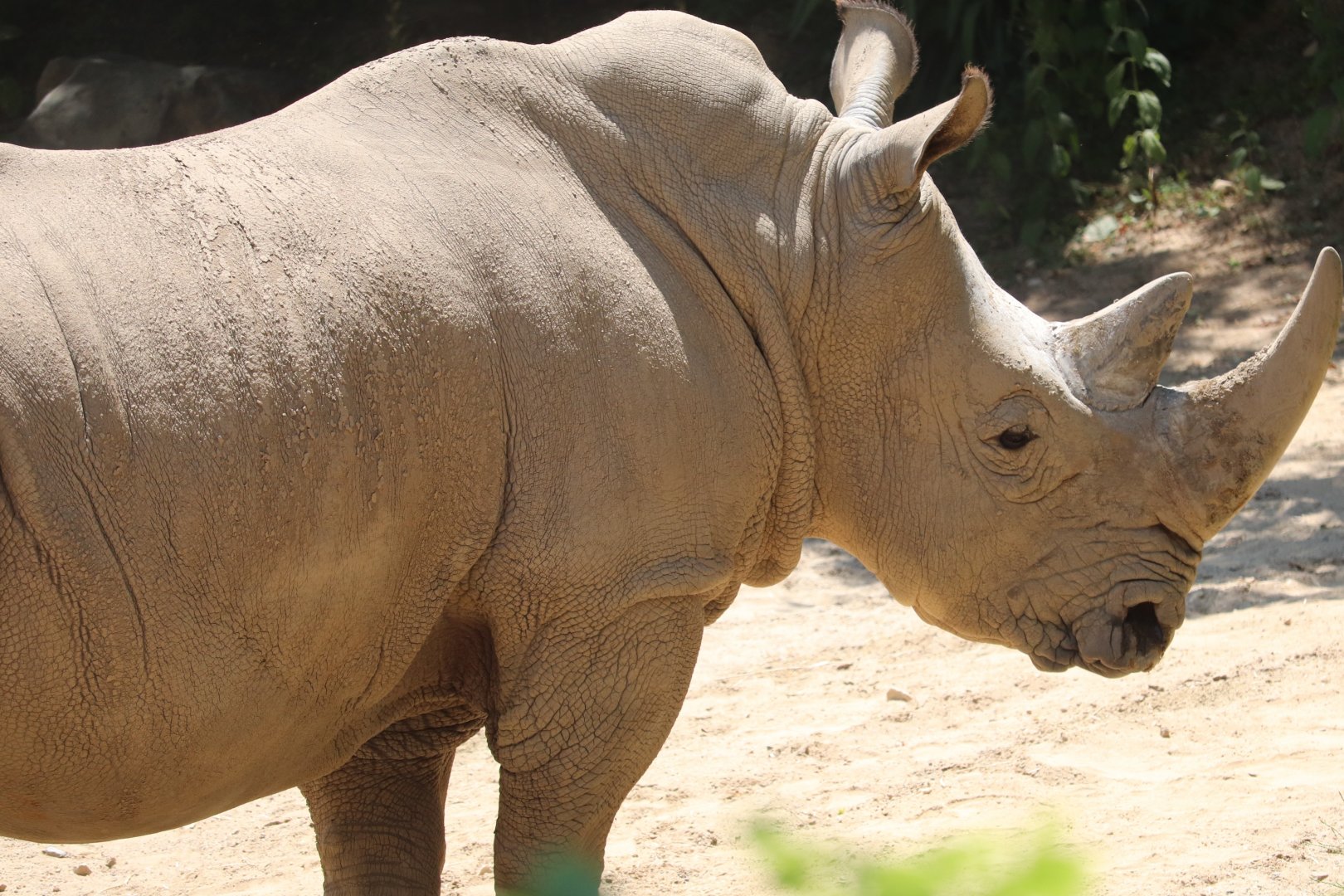 African Journey - Southern White Rhino