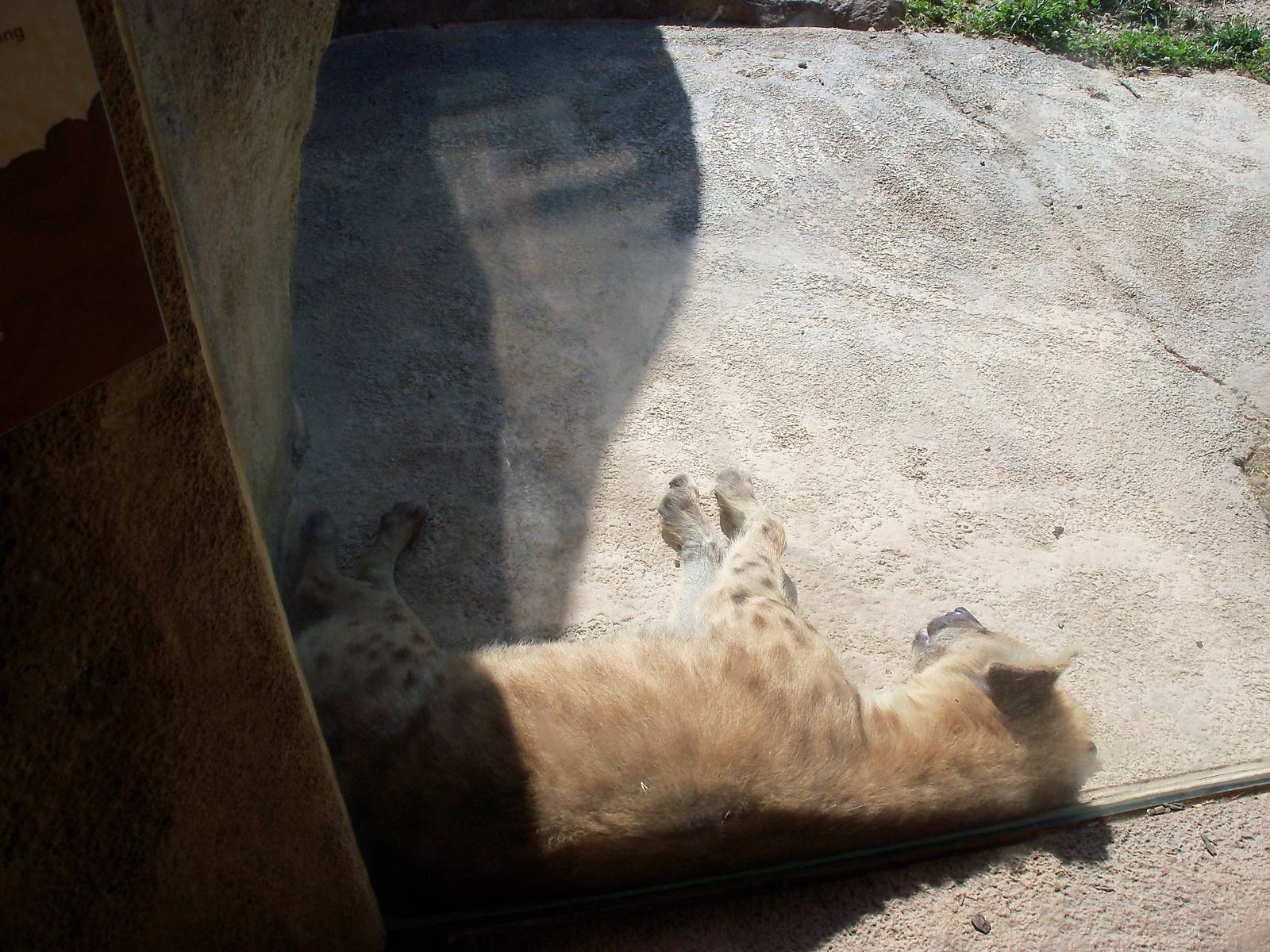 African Journey - Spotted Hyena