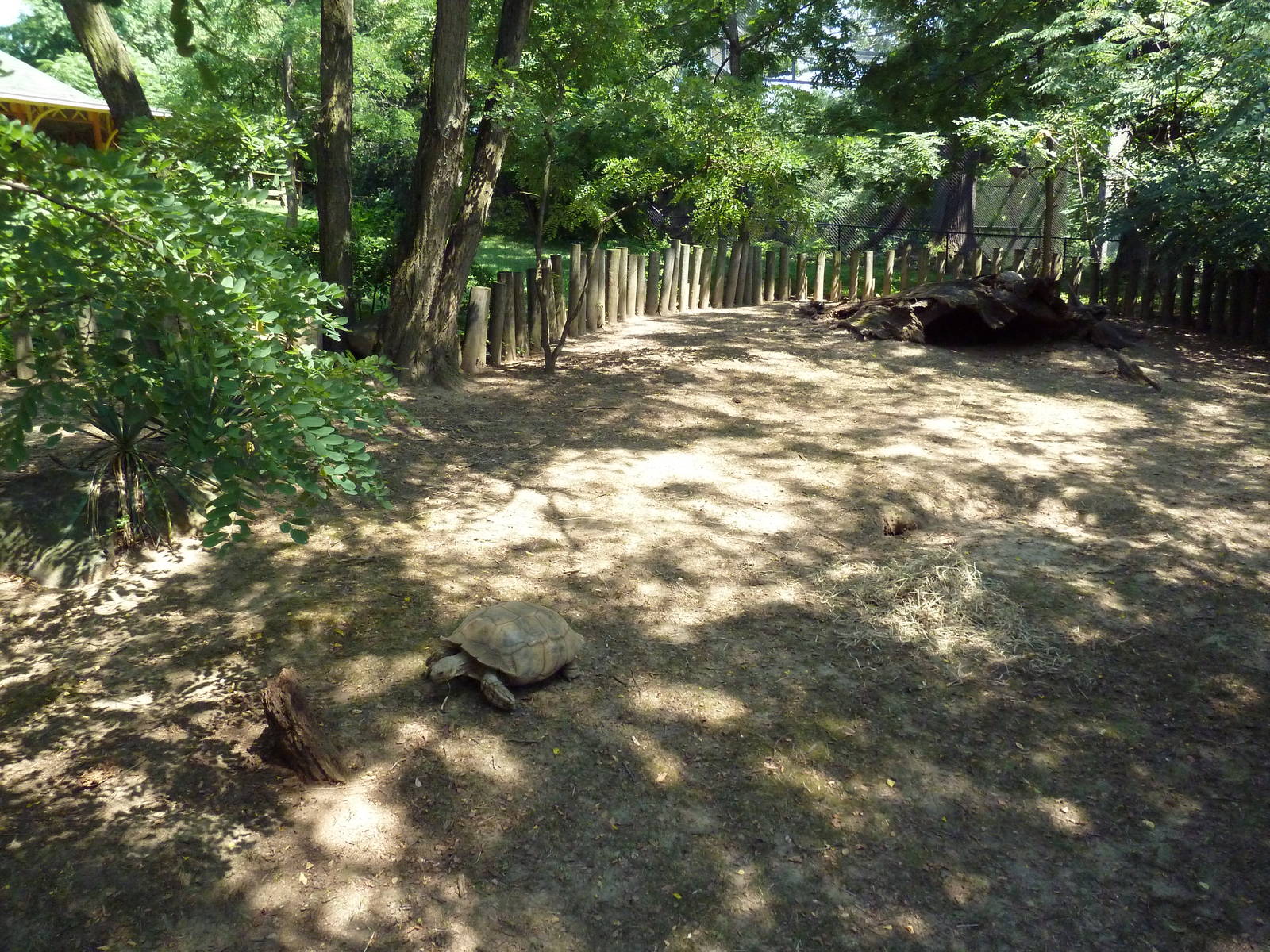 African Journey - Spur-Thighed Tortoise Exhibit
