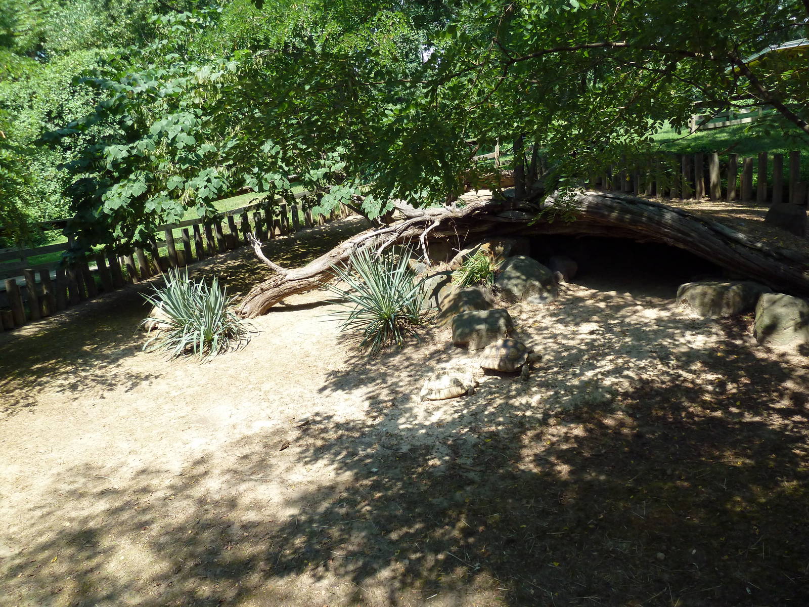 African Journey - Spur-Thighed Tortoise Exhibit