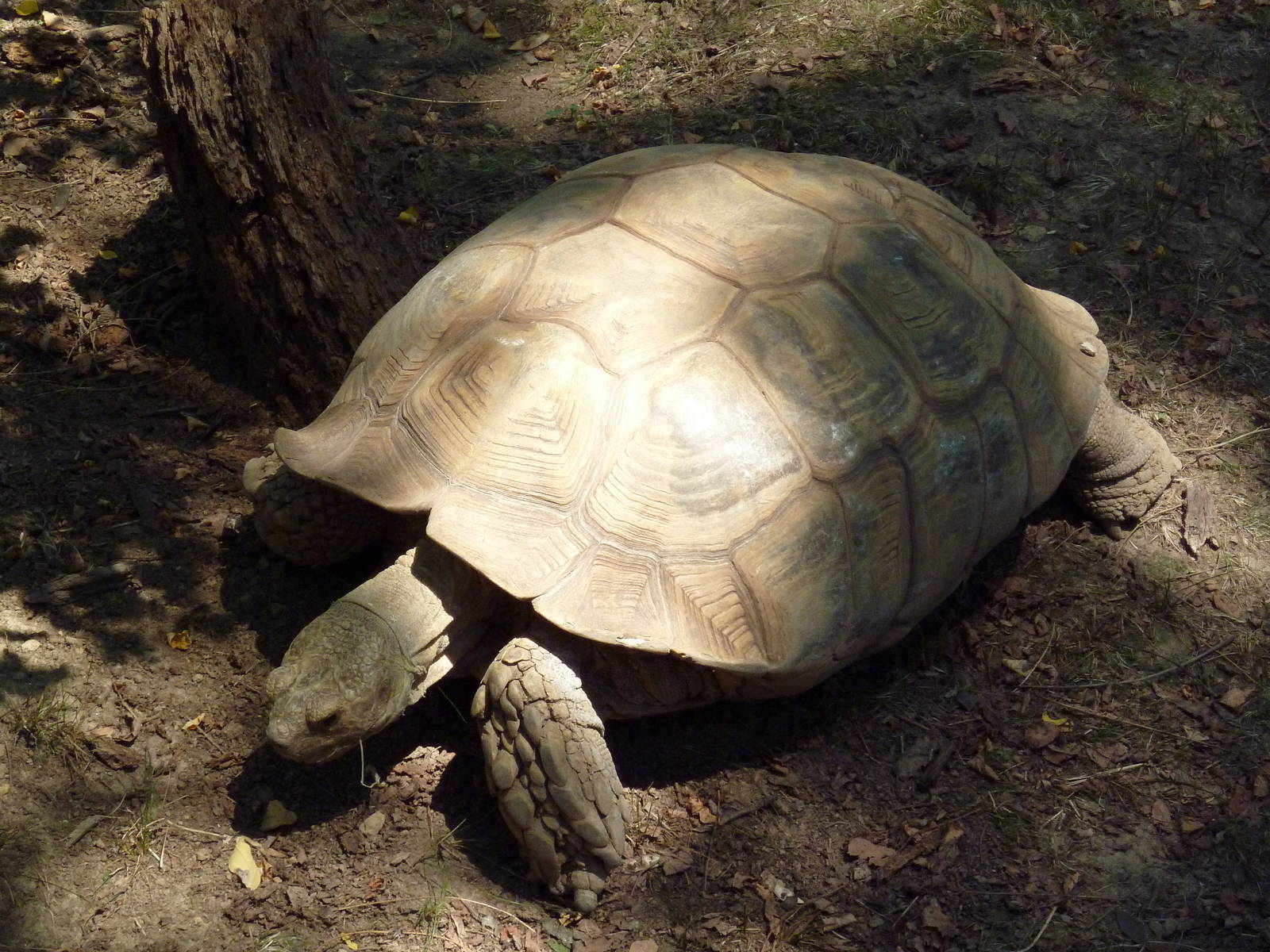 African Journey - Spur-Thighed Tortoise