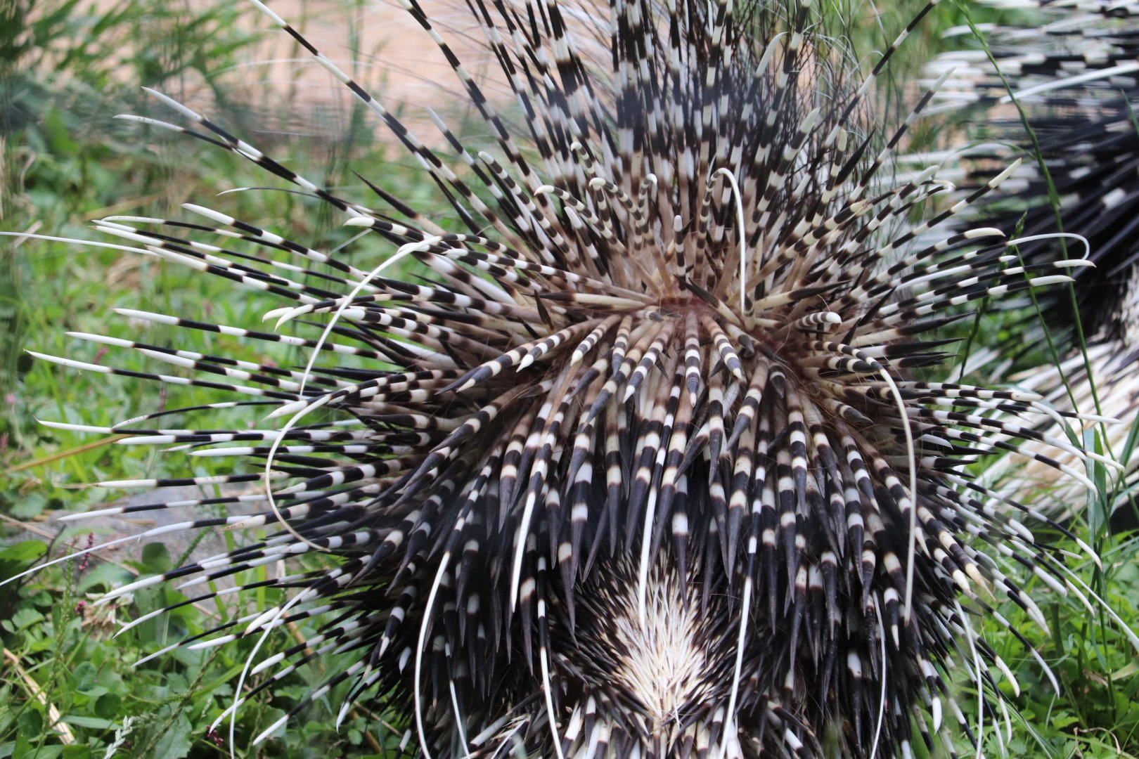 African Journey - The Back Of A Cape Porcupine