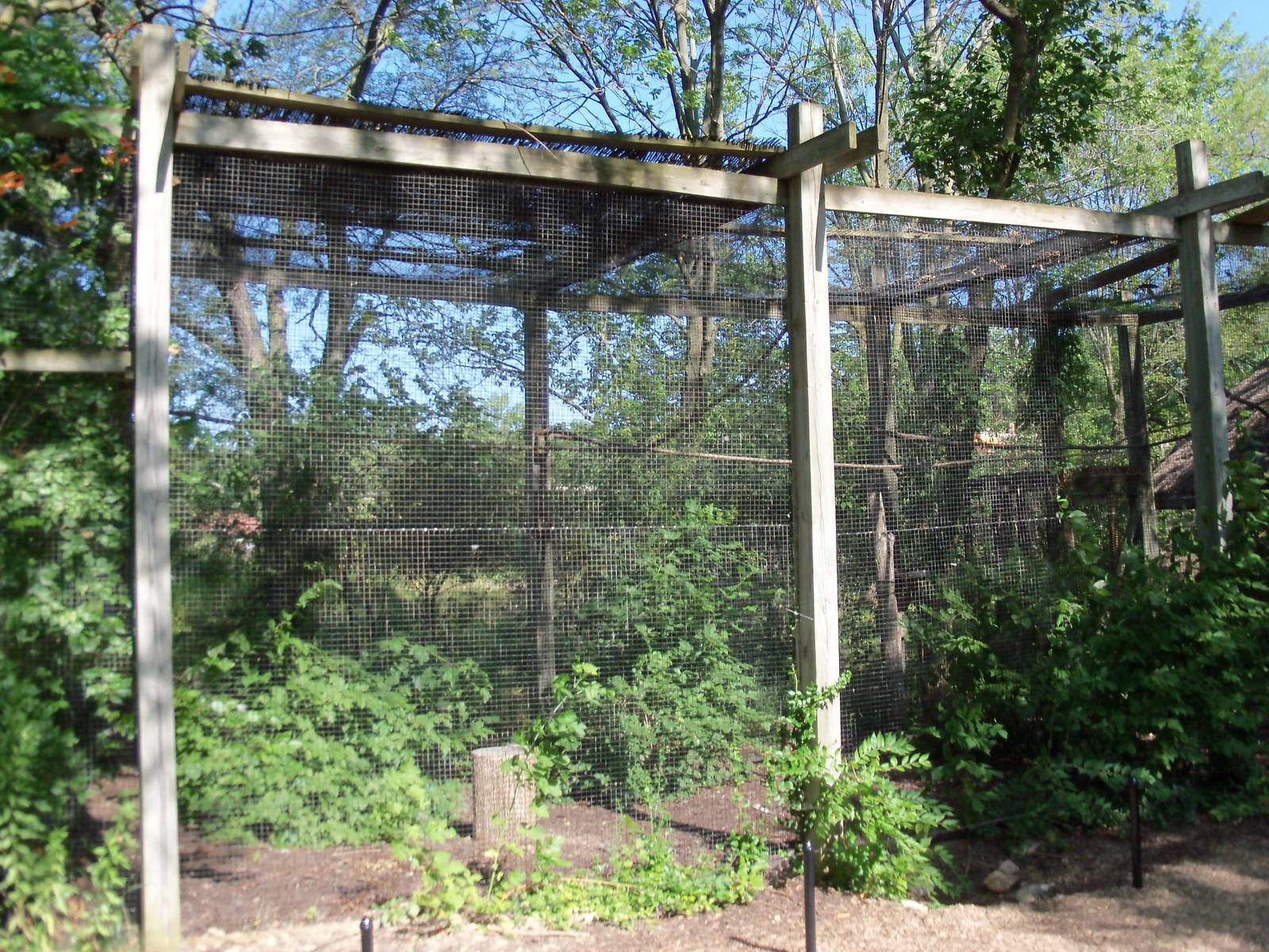 African Journey - Verreaux's Eagle Owl Exhibit