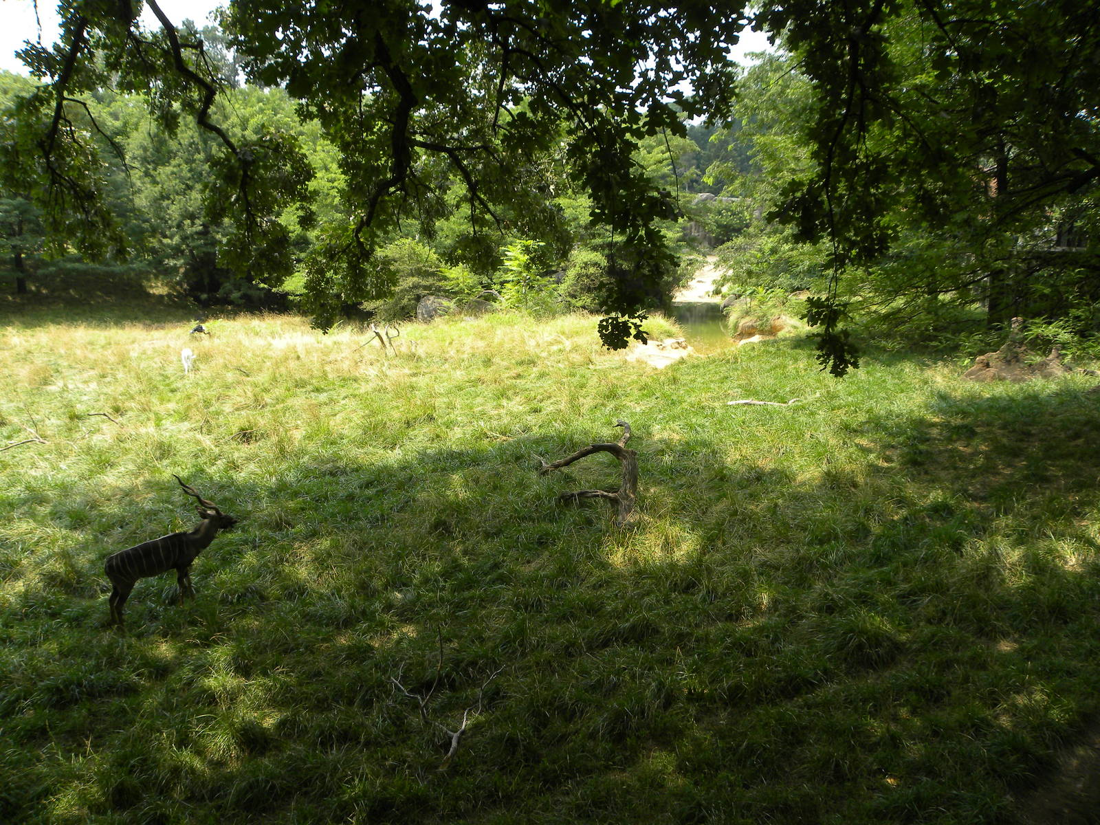 African Journey: Very good Kudu/Addra Gazzelle/Stork Exhibit