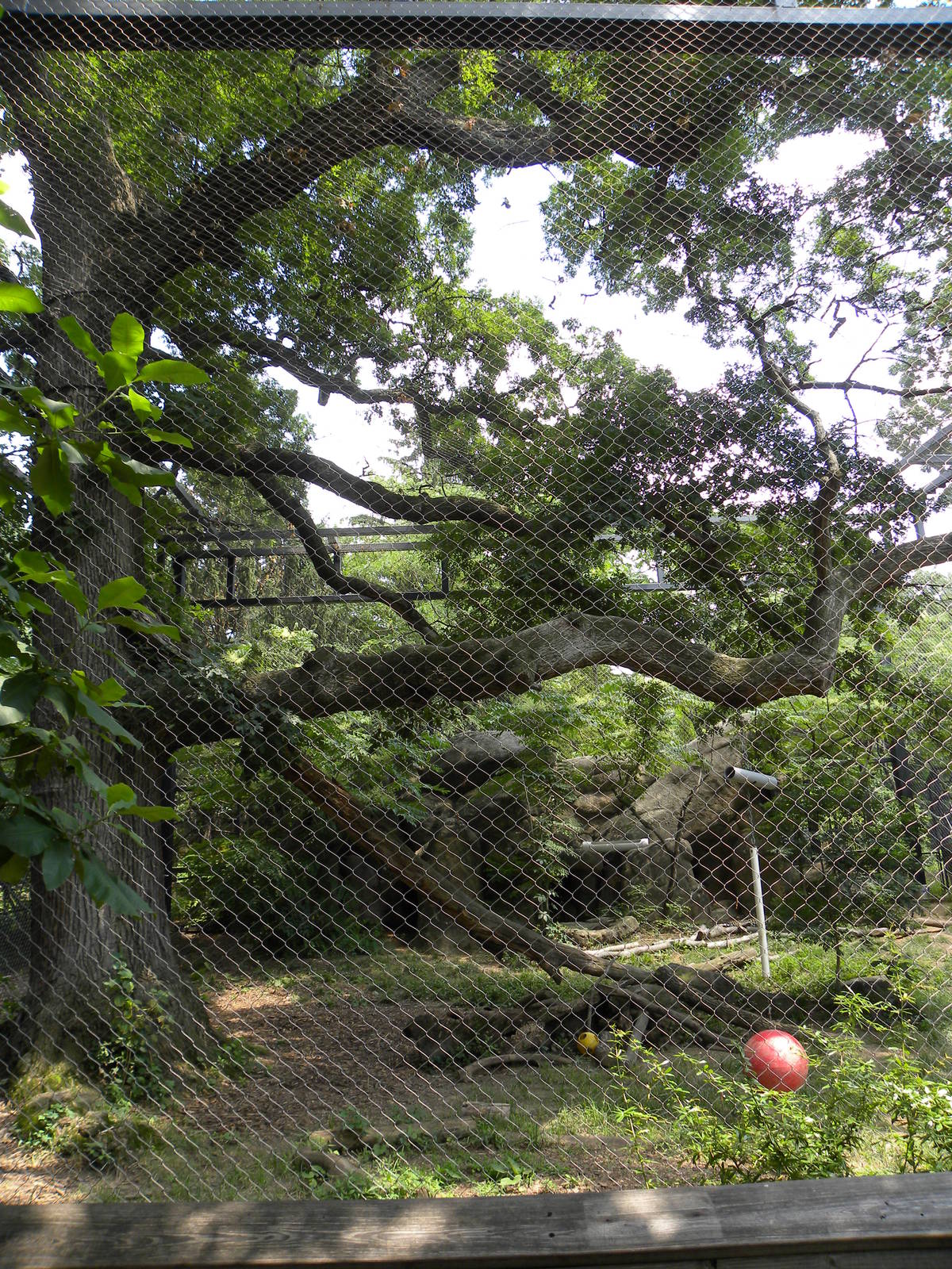 African Journey: Very good leopard exhibit
