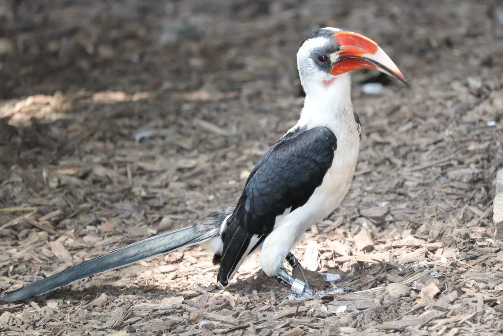 African Journey - Von Der Decken Hornbill