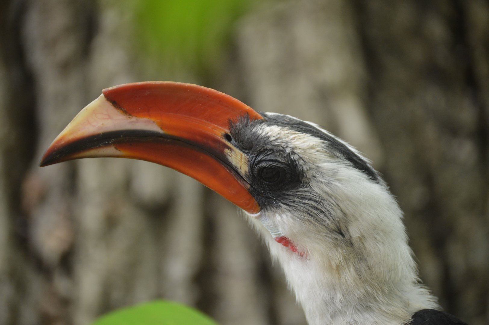 African Journey - Von der Decken's Hornbill (Tockus deckeni)