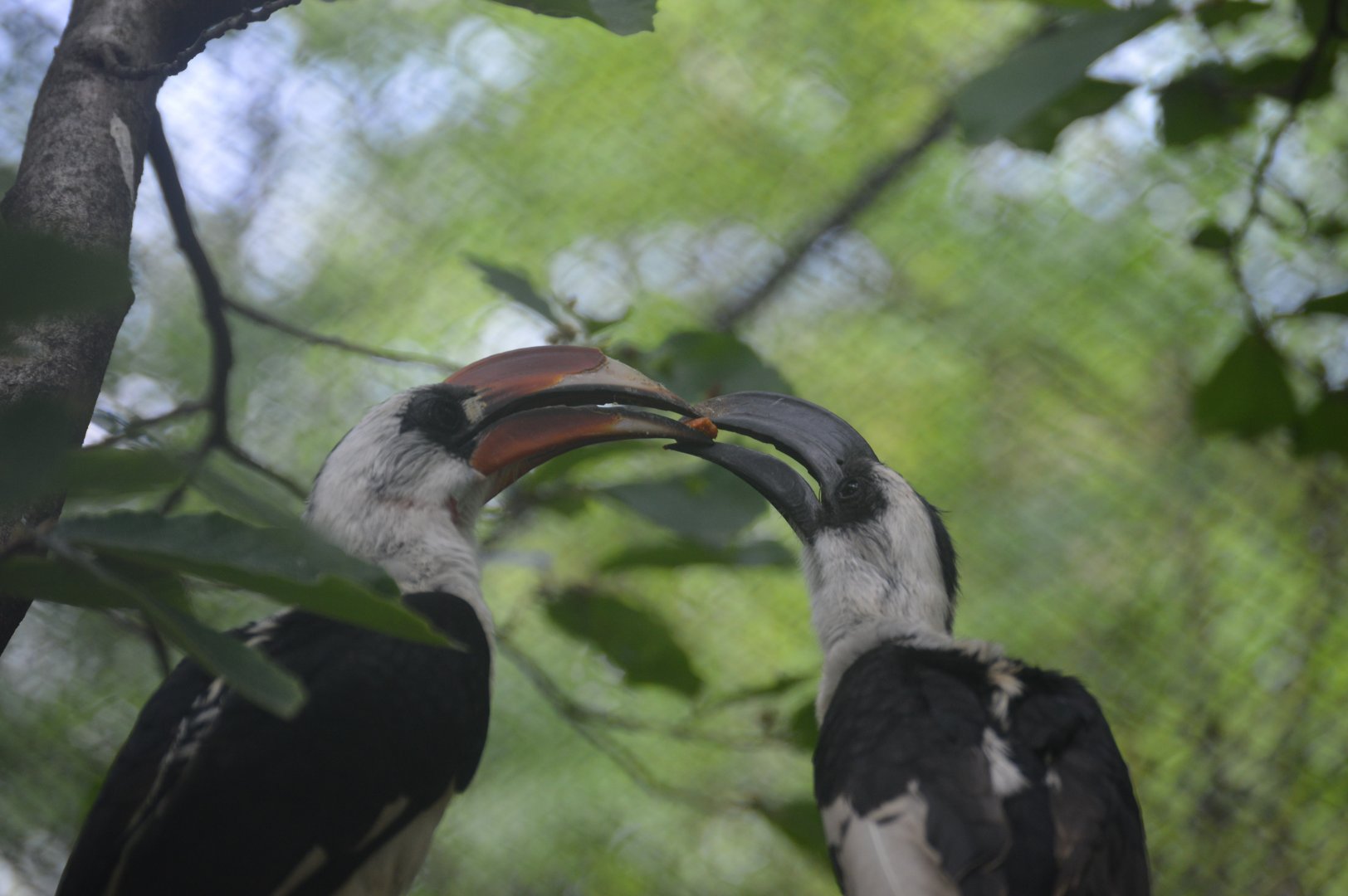 African Journey - Von der Decken's Hornbills (Tockus deckeni)