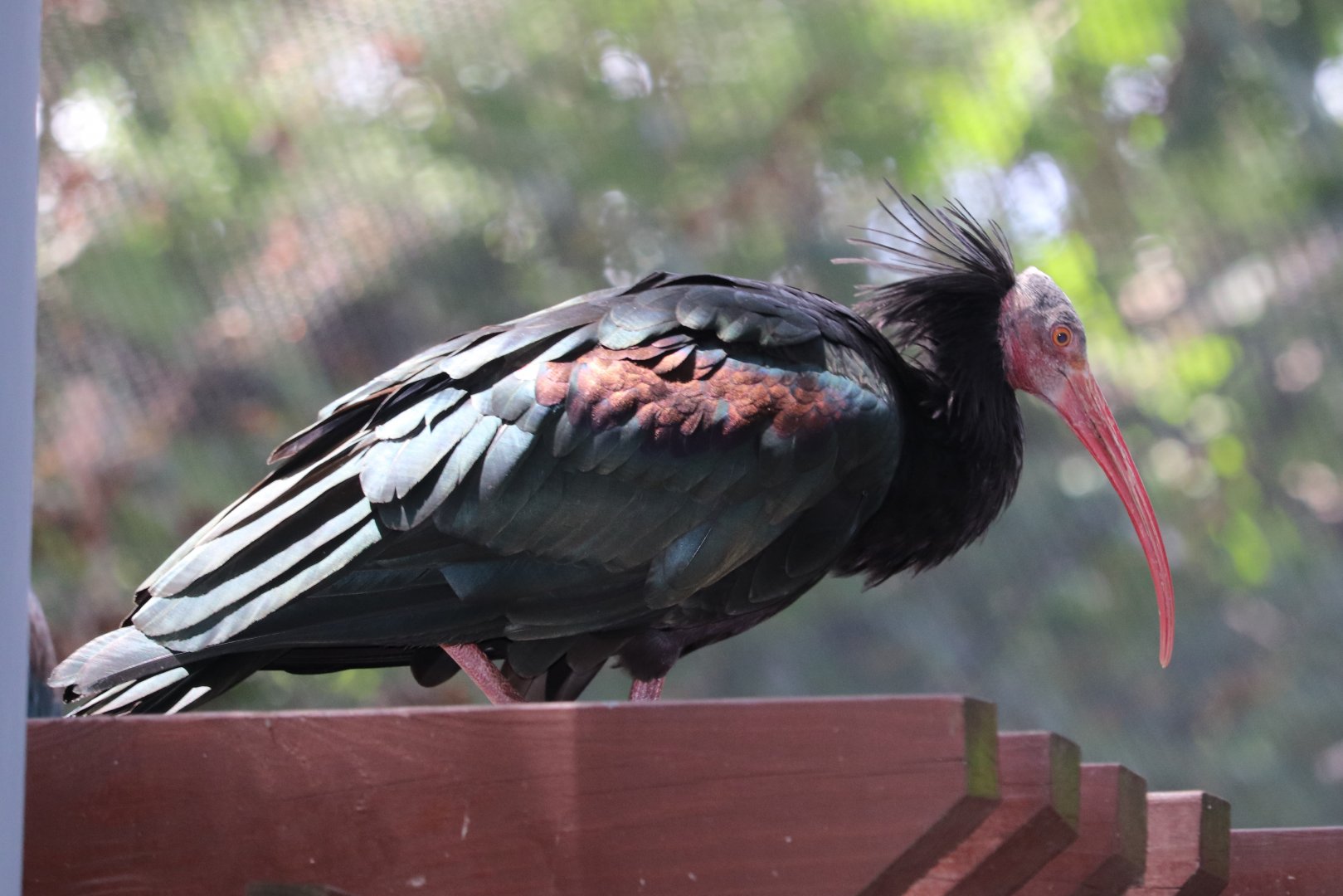 African Journey - Waldrapp Ibis