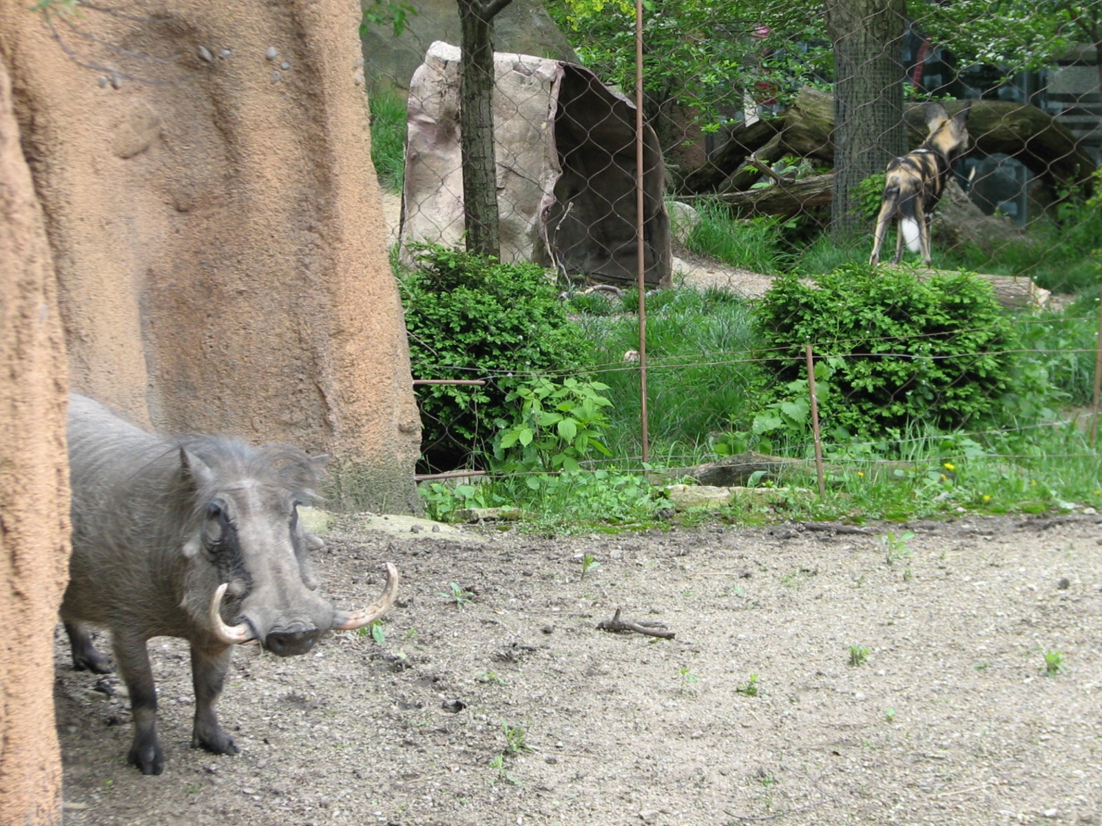 African Journey - Warthog Exhibit with African Wild Dog Exhibit in Backgrou