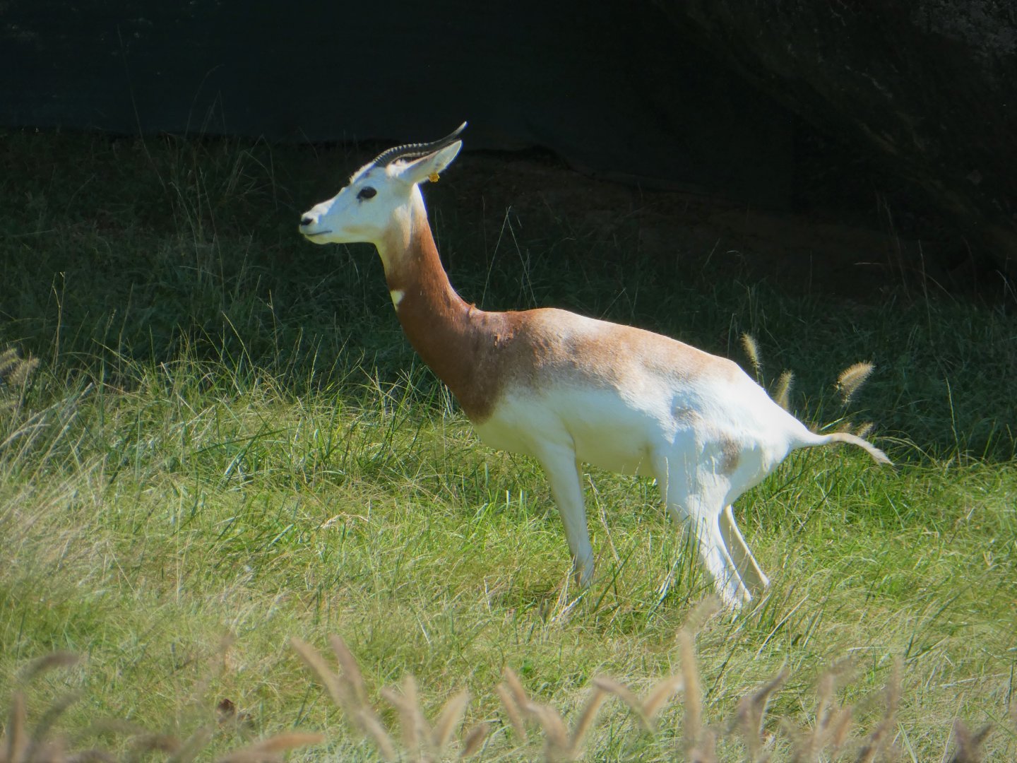 African Journey - Watering Hole - Addra Gazelle