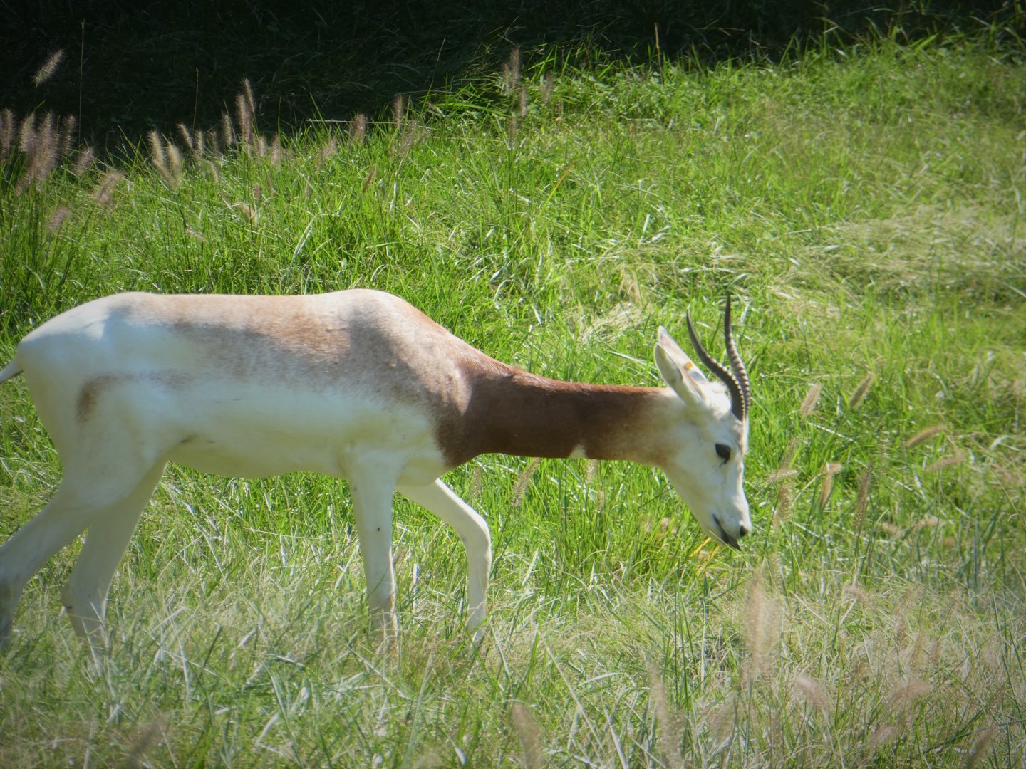 African Journey - Watering Hole - Addra Gazelle