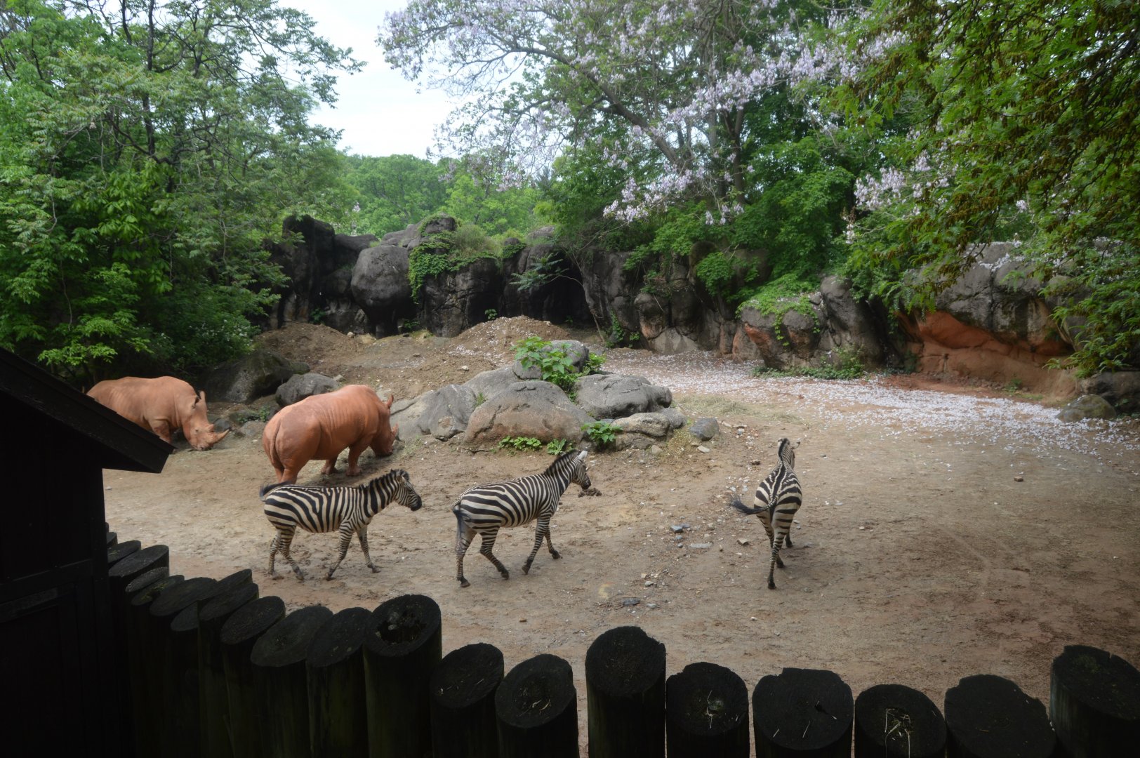 African Journey - Watering Hole Exhibit