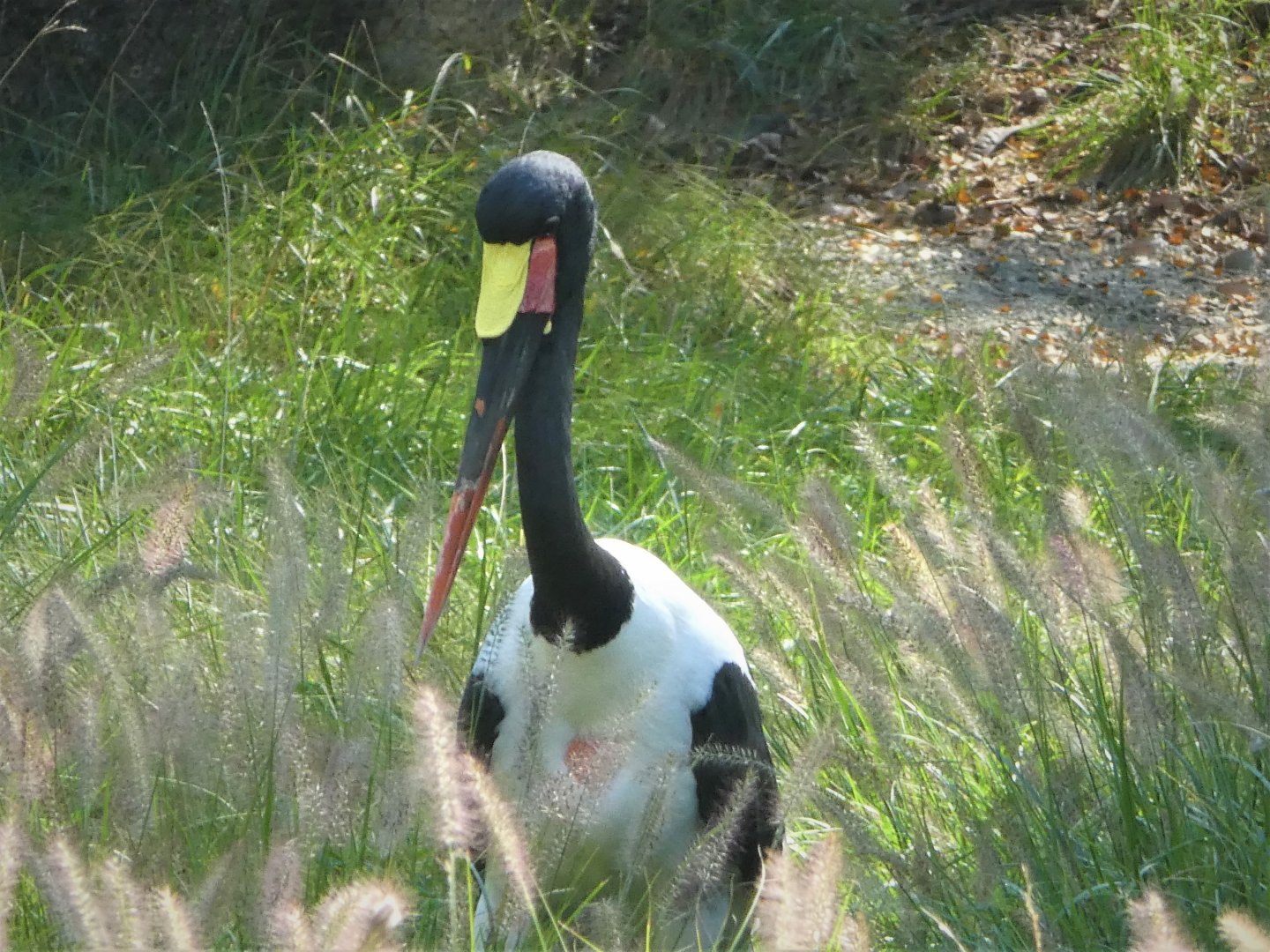 African Journey - Watering Hole - Saddle-billed Stork