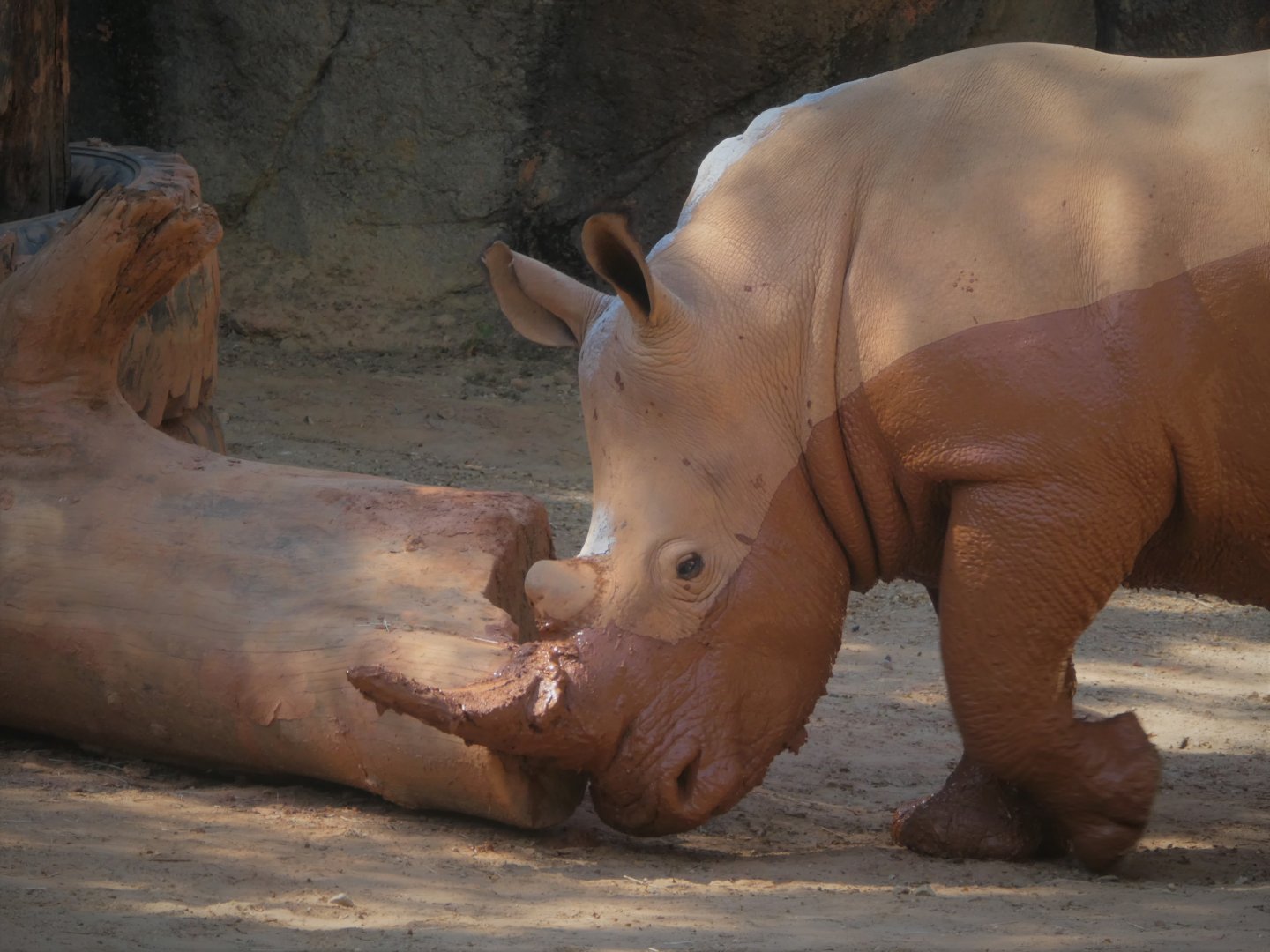 African Journey - Watering Hole - Southern White Rhinoceros