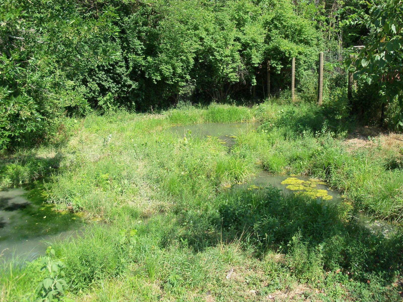 African Journey - Wattled Crane Exhibit