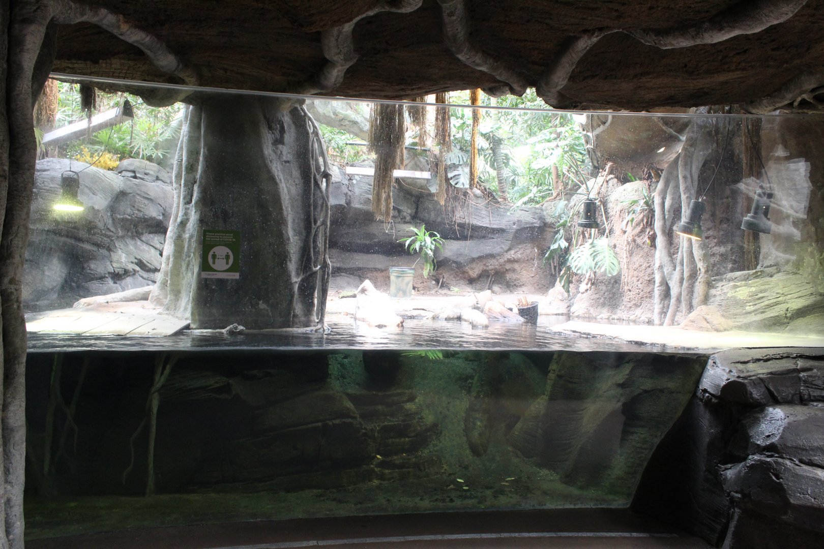 African Journey - West African Dwarf Crocodile Exhibit