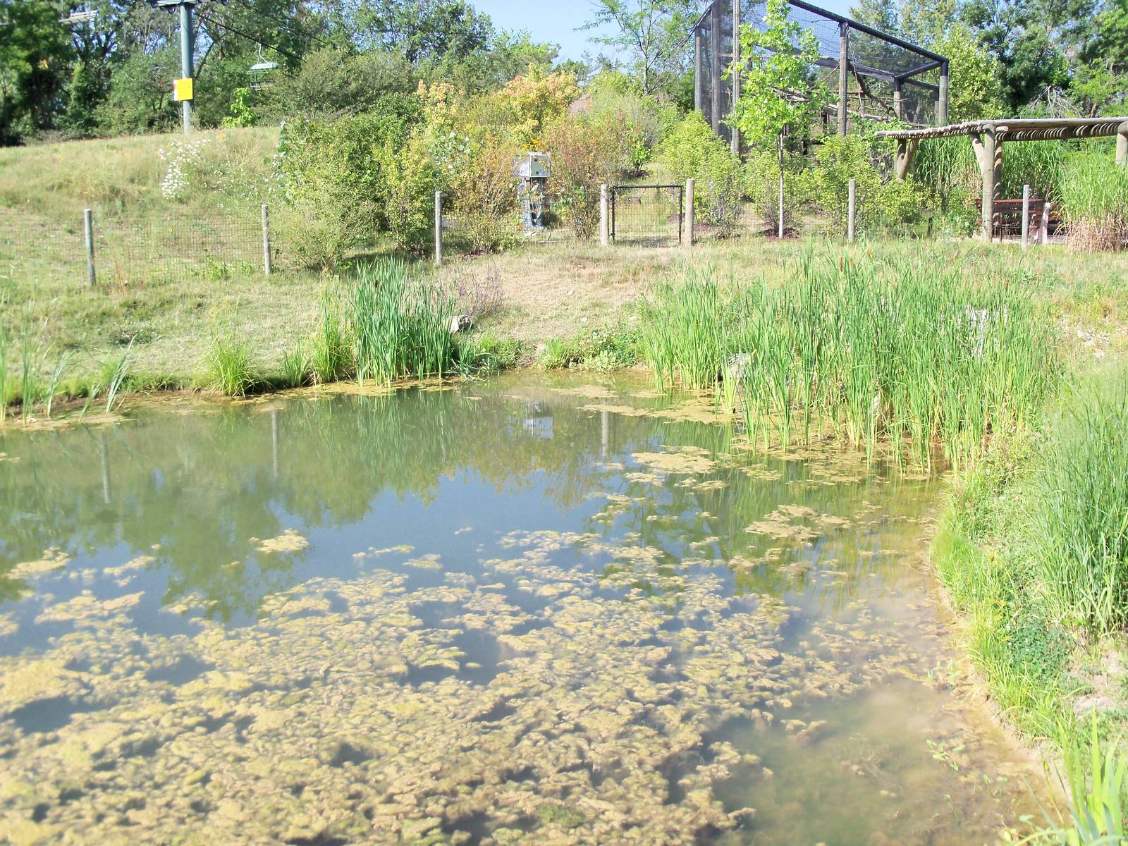 African Journey - White Pelican Pond