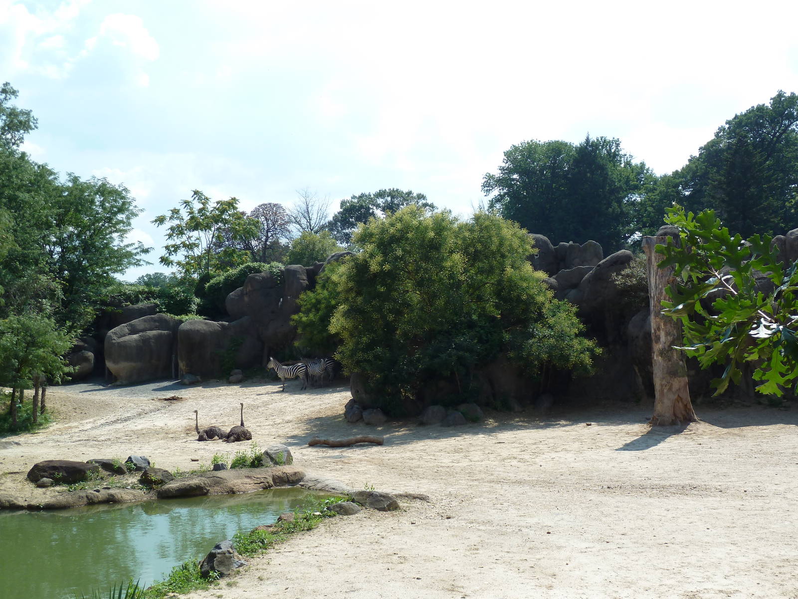 African Journey - White Rhino/Zebra/Ostrich Exhibit