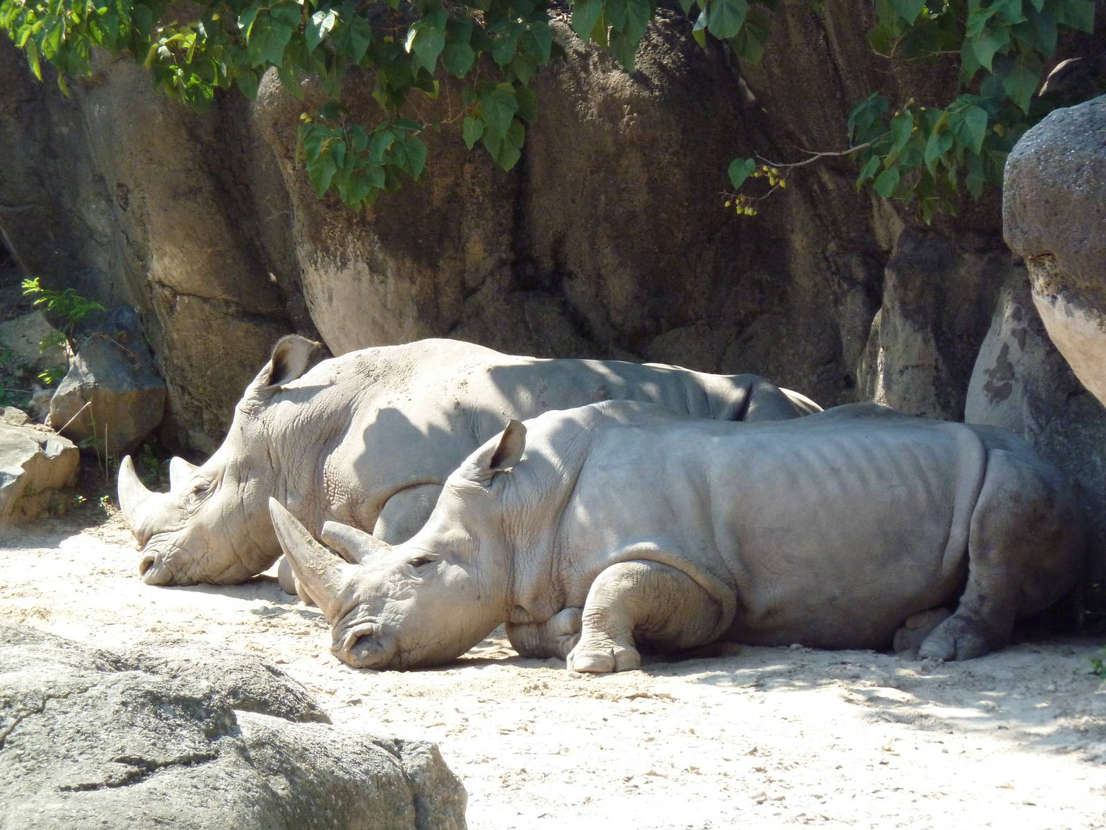 African Journey - White Rhinos