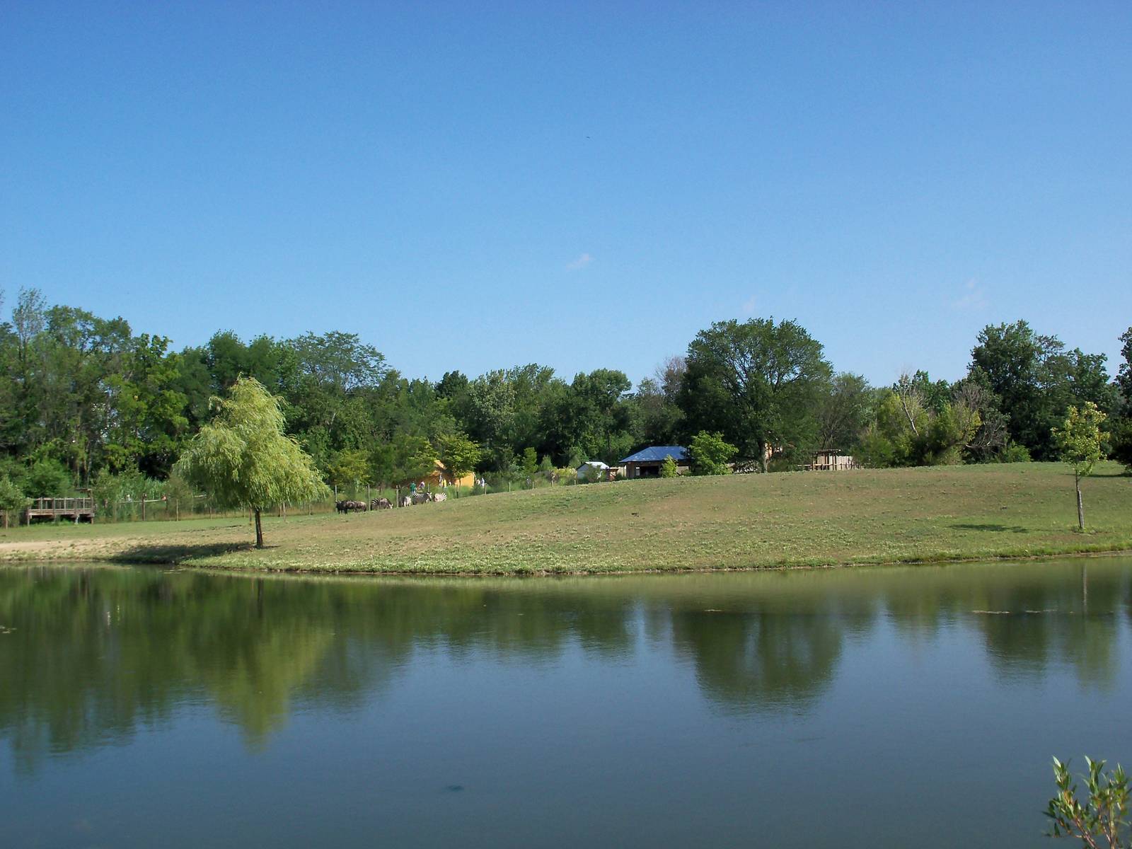 African Journey - Wildebeest/Ostrich/Zebra/White Stork Savanna